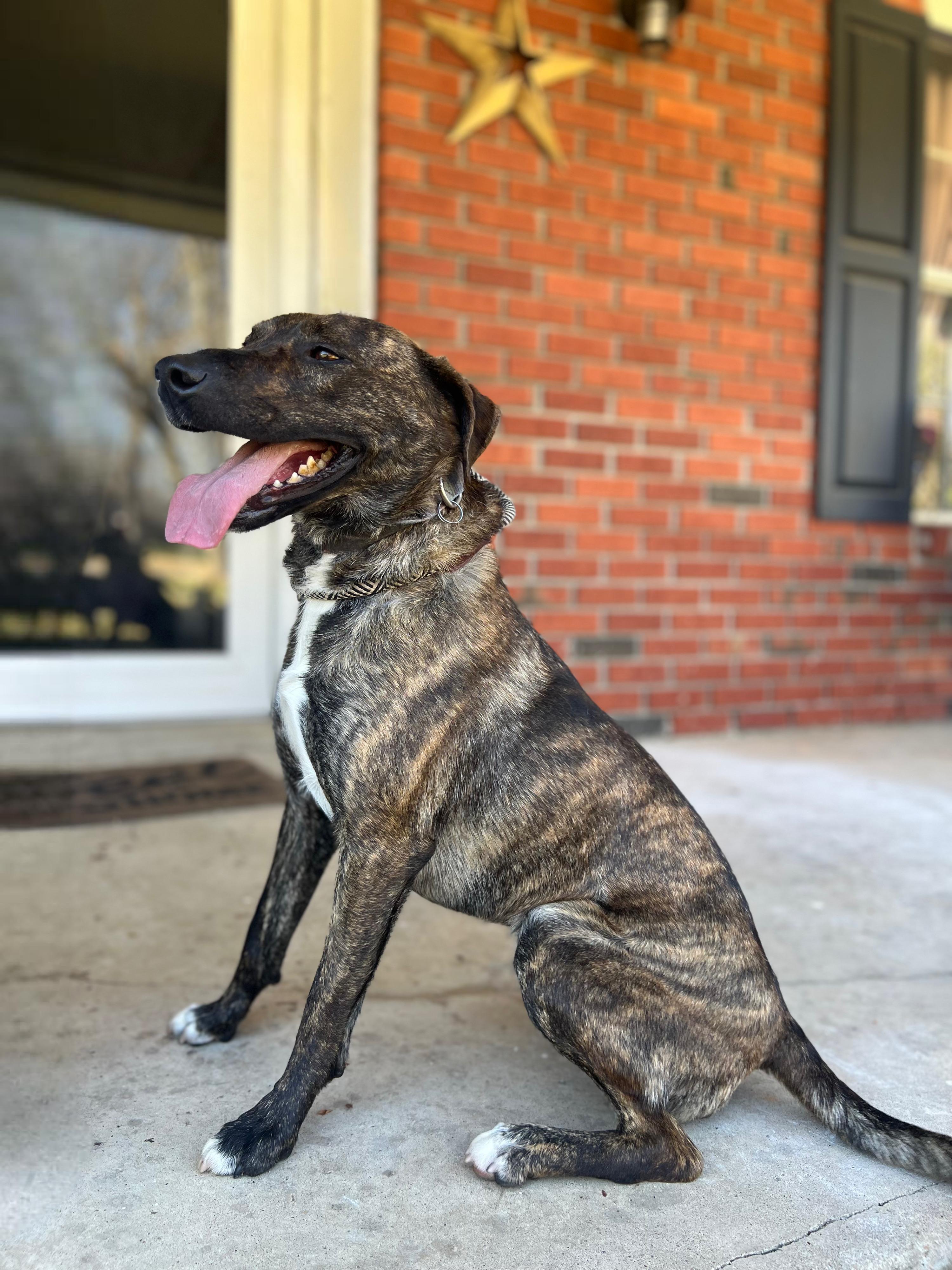 Jake, ADOPTABLE, Adult Male Plott Hound & Tennessee Treeing Brindle.