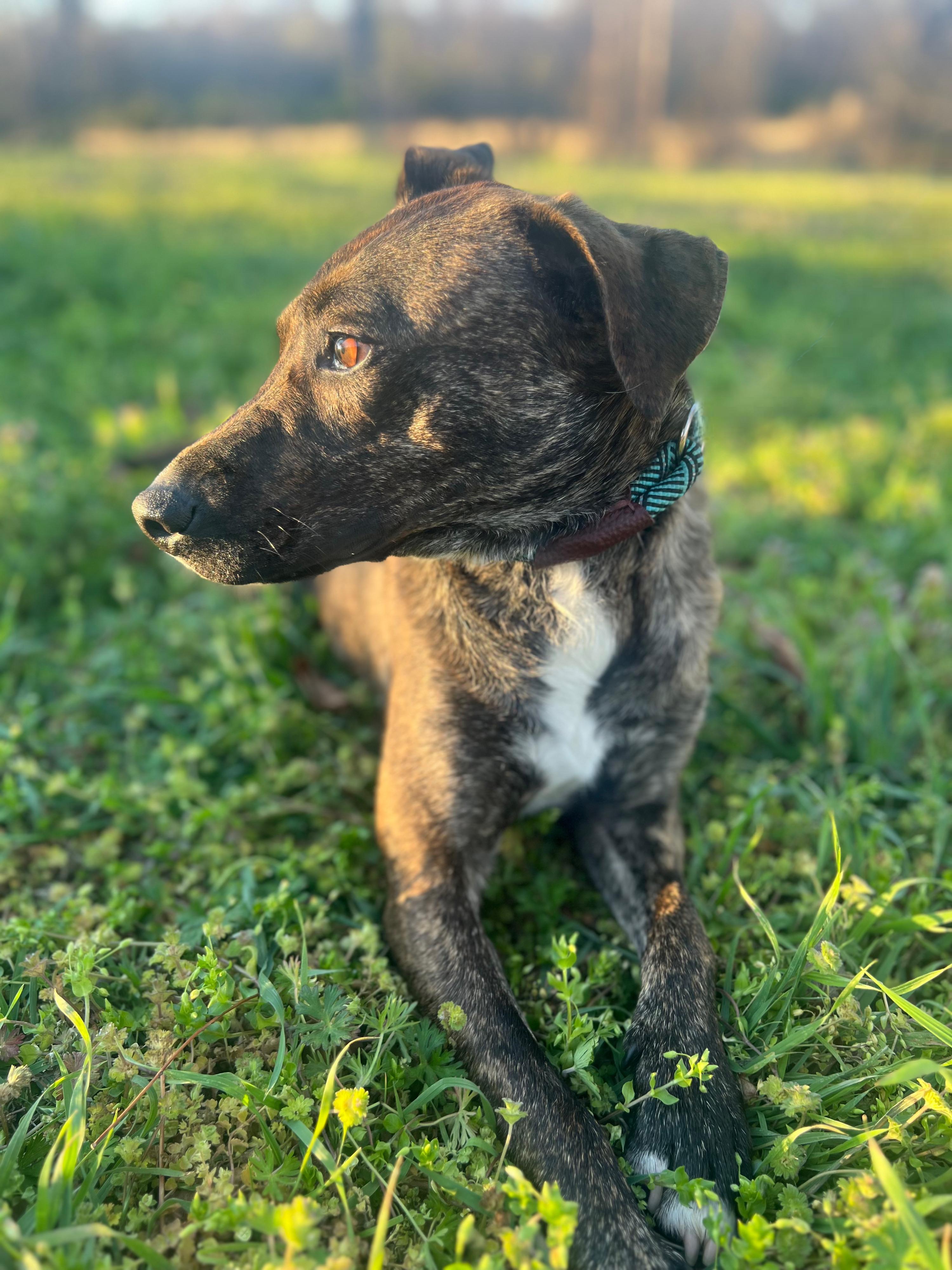 Enlarge Jake, a ADOPTABLE mixed breed in Okmulgee, OK image 6/6