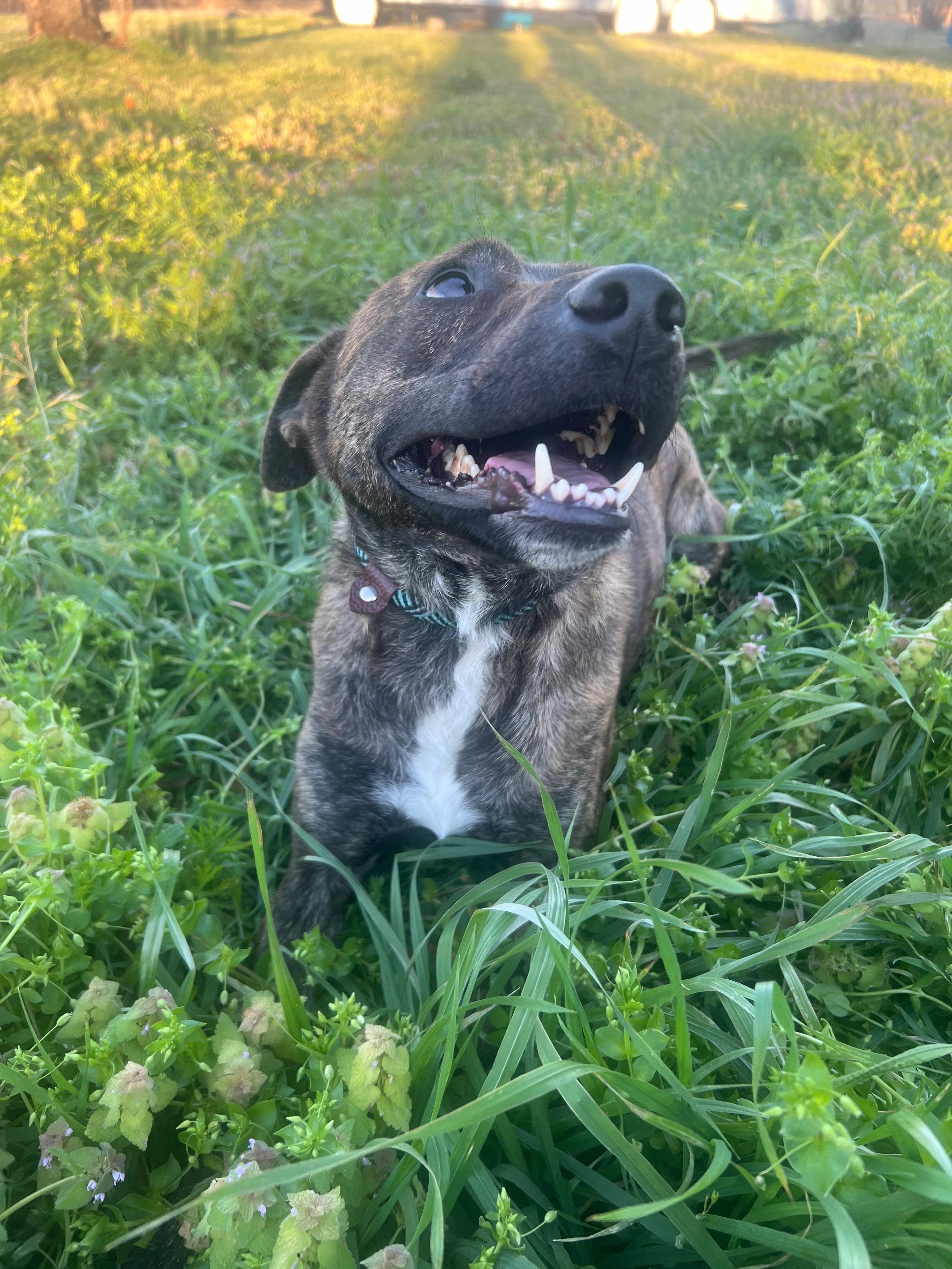 Enlarge Jake, a ADOPTABLE mixed breed in Okmulgee, OK image 3/6