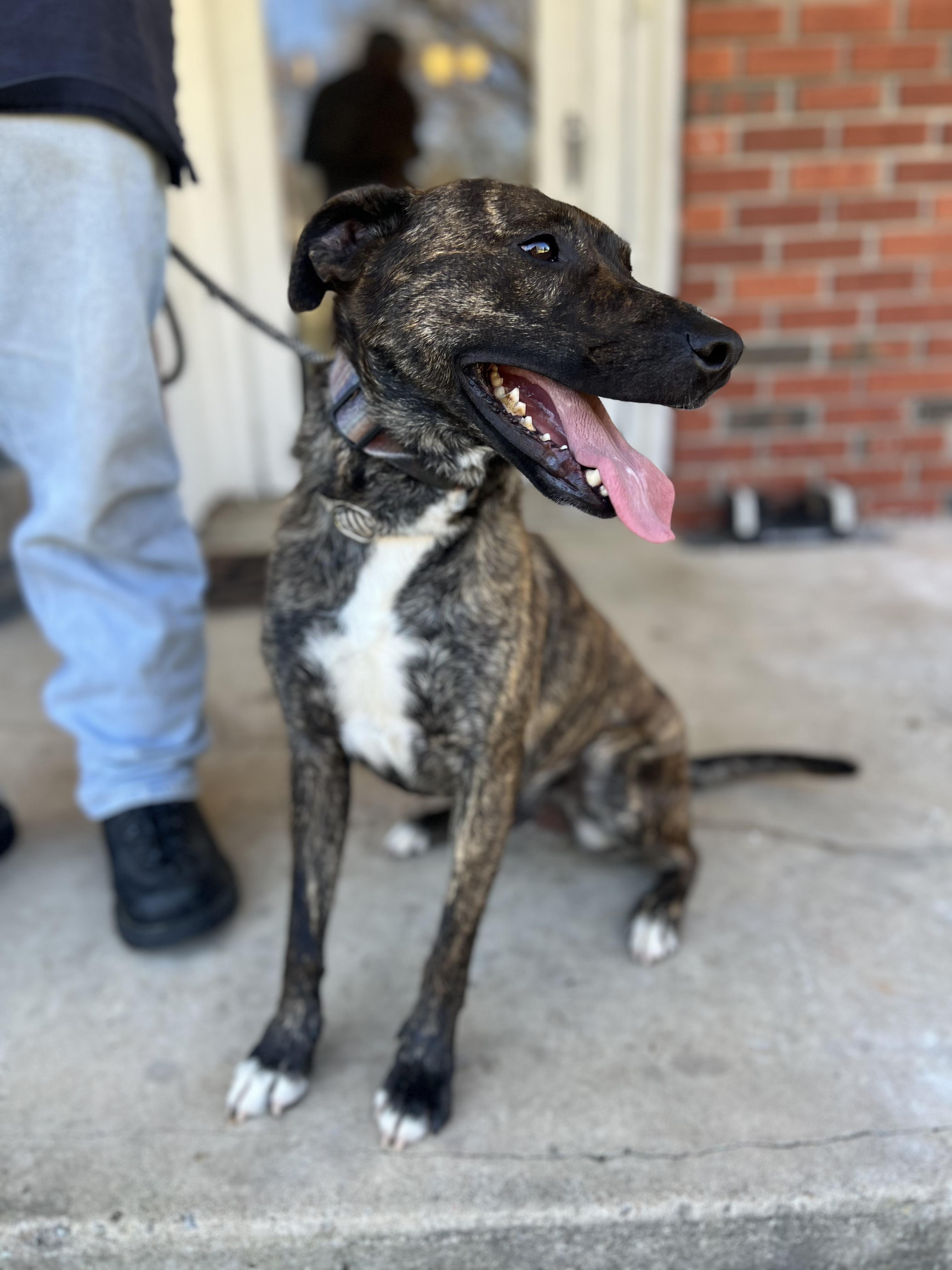 Enlarge Jake, a ADOPTABLE mixed breed in Okmulgee, OK image 4/6