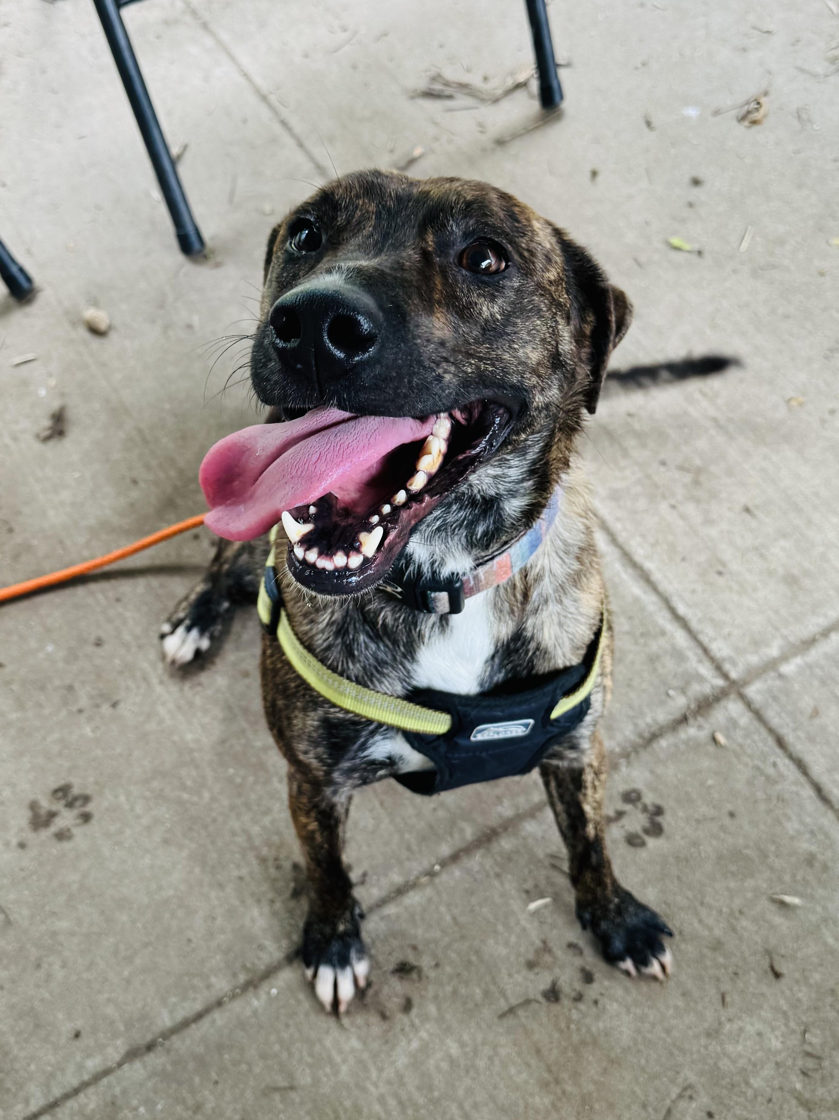 Jake, ADOPTABLE, Adult Male Plott Hound & Tennessee Treeing Brindle.