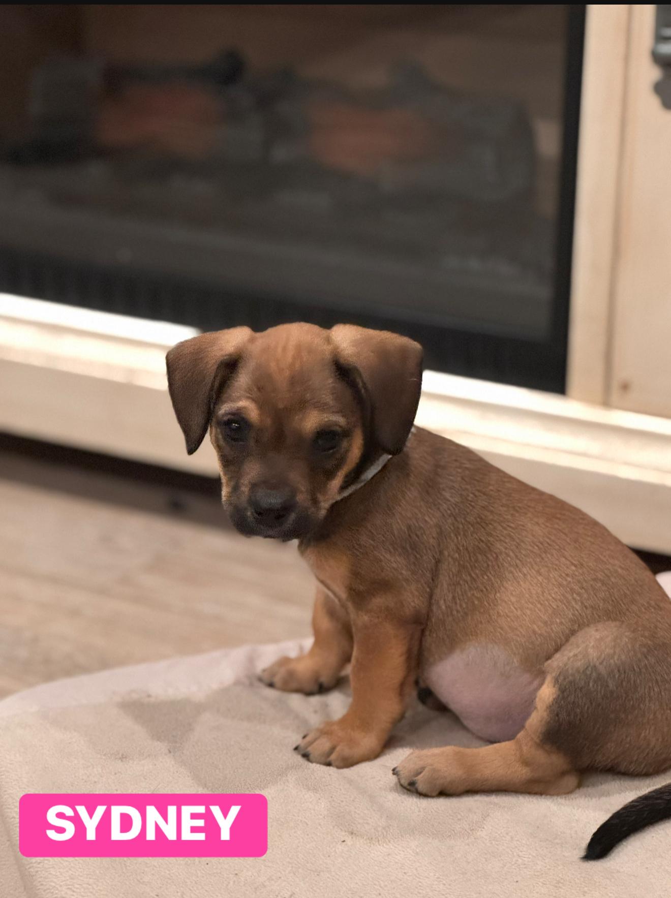 Sydney, ADOPTABLE, Puppy Female Mixed Breed.