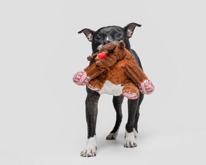 Enlarge Revere, a Adoptable mixed breed in Valley View, OH image 3/3