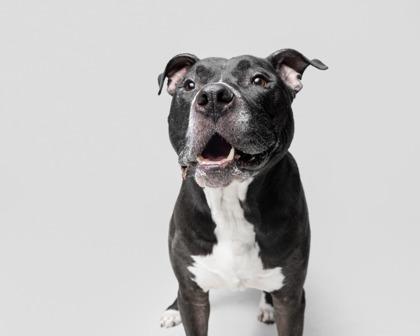 Enlarge Revere, a Adoptable mixed breed in Valley View, OH image 6/6