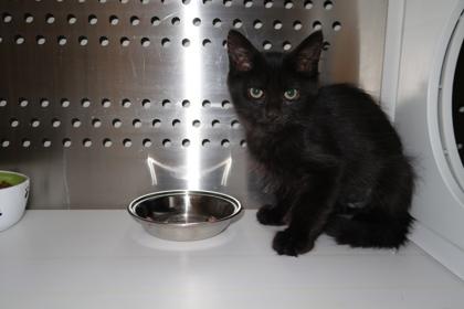 Marco, Adoptable, Kitten Male Domestic Short Hair & Domestic Short Hair.