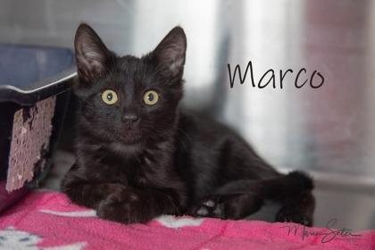 Enlarge Marco, a Adoptable mixed breed in Scottsdale, AZ image 2/2