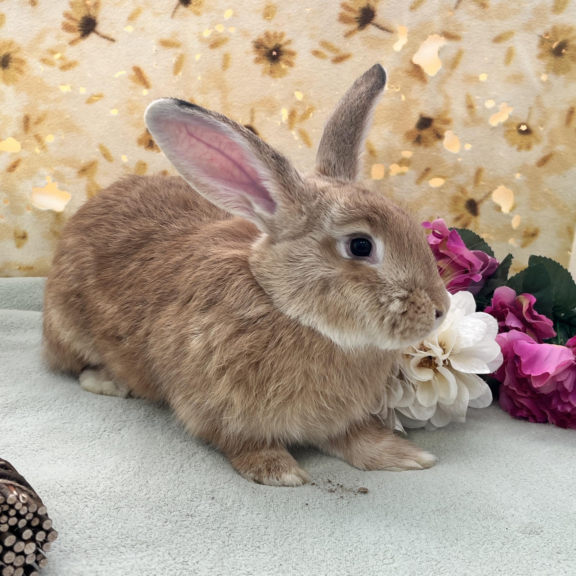Hazel, a Adoptable mixed breed in Oakland, CA image 3/6