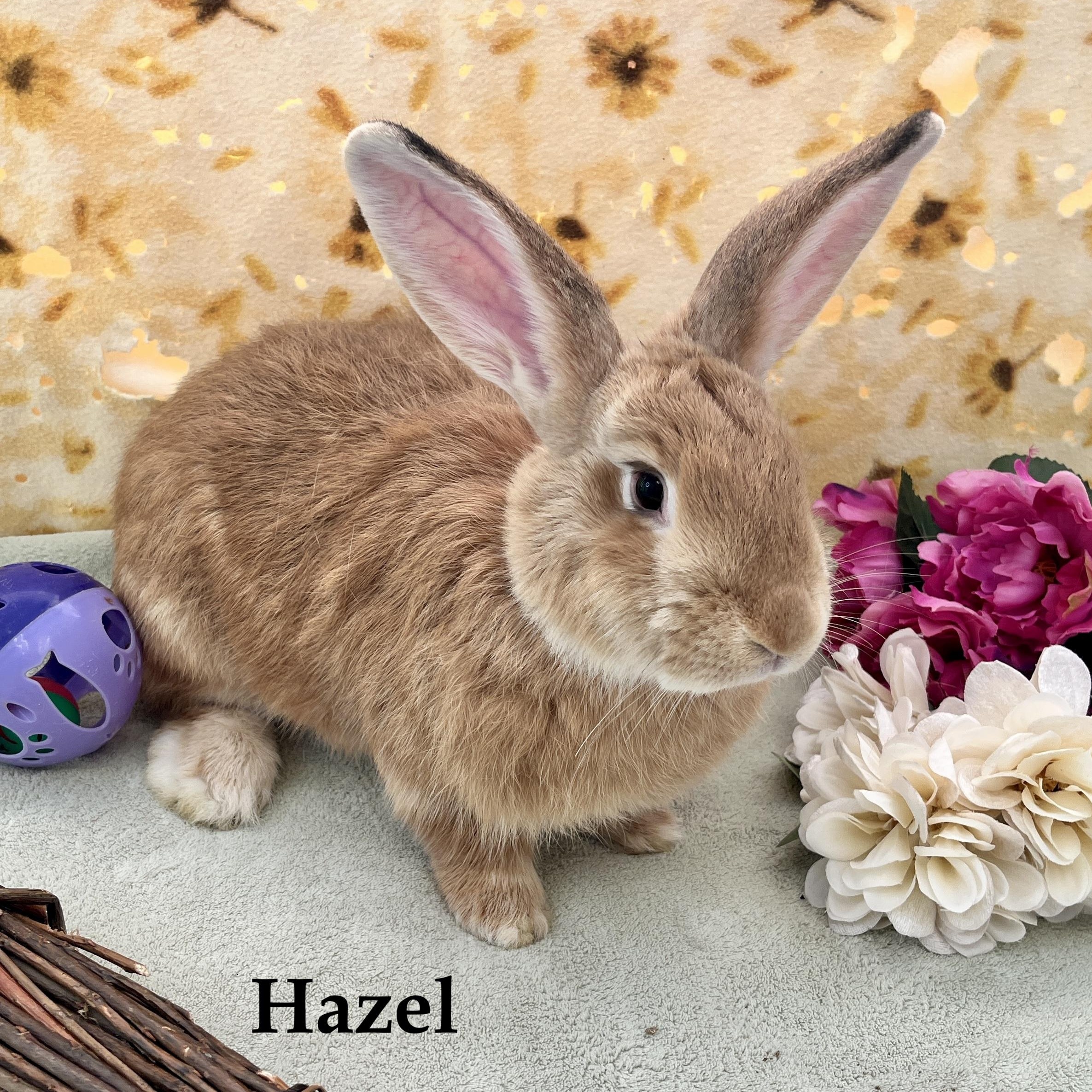 Hazel, Adoptable, Young Female Flemish Giant & American.