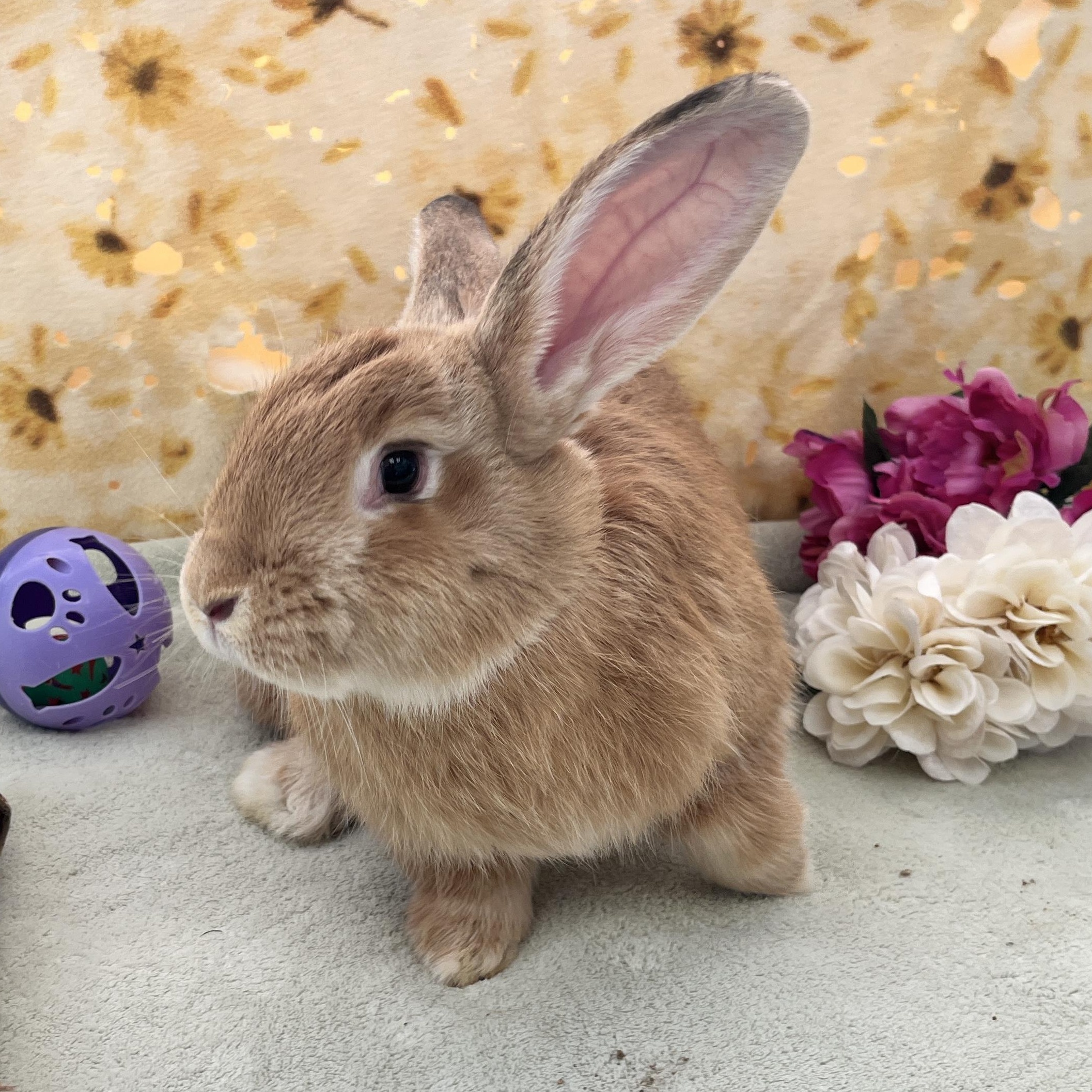 Hazel, a Adoptable mixed breed in Oakland, CA image 2/6