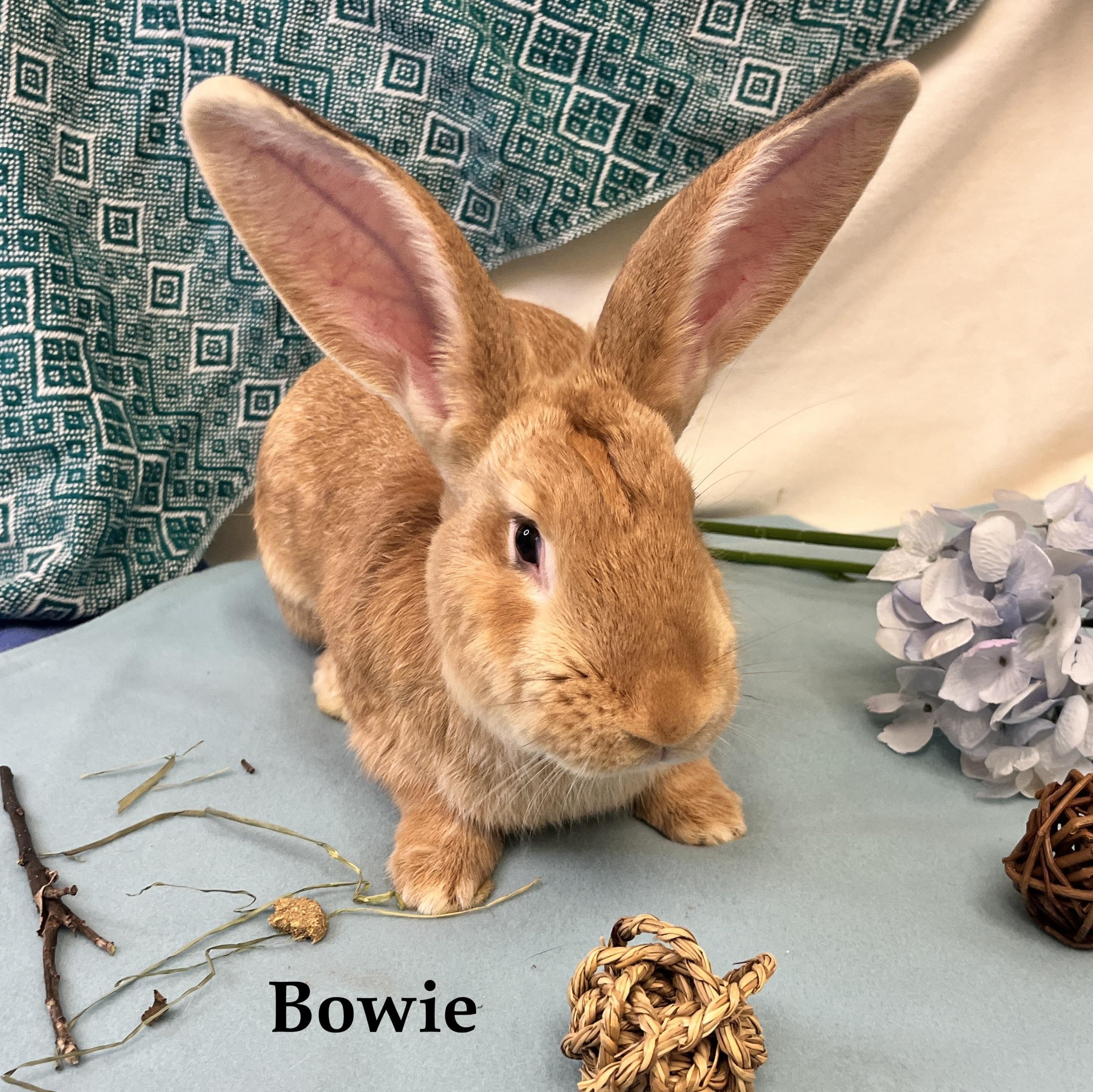 Hazel (bonded to Bowie), an adopted mixed breed in Oakland, CA image 5/5