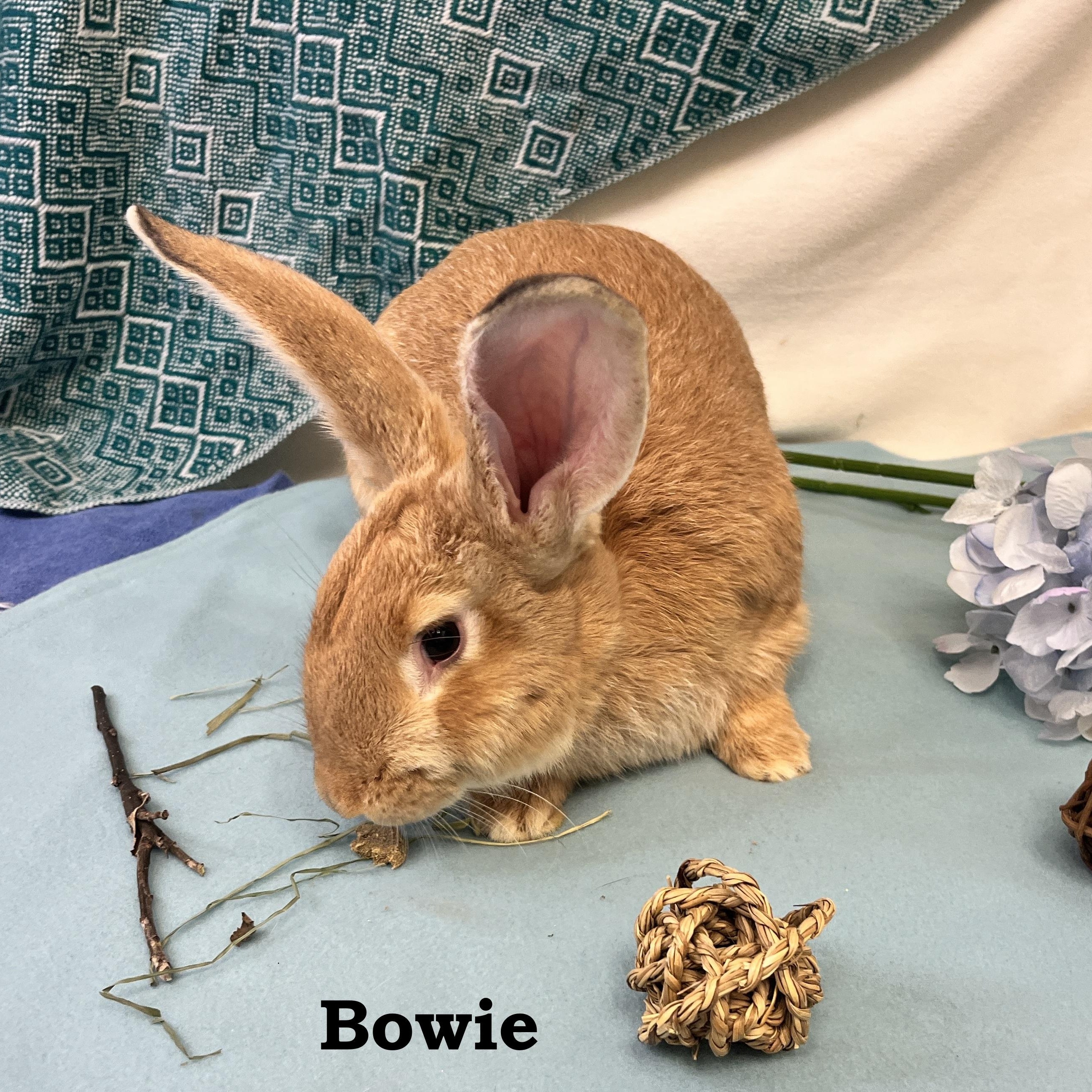 Hazel (bonded to Bowie), an adopted mixed breed in Oakland, CA image 4/5