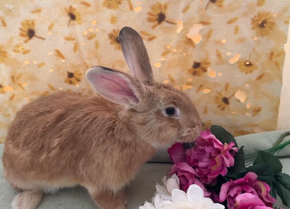 Enlarge Hazel, a Adoptable mixed breed in Oakland, CA video 4/6