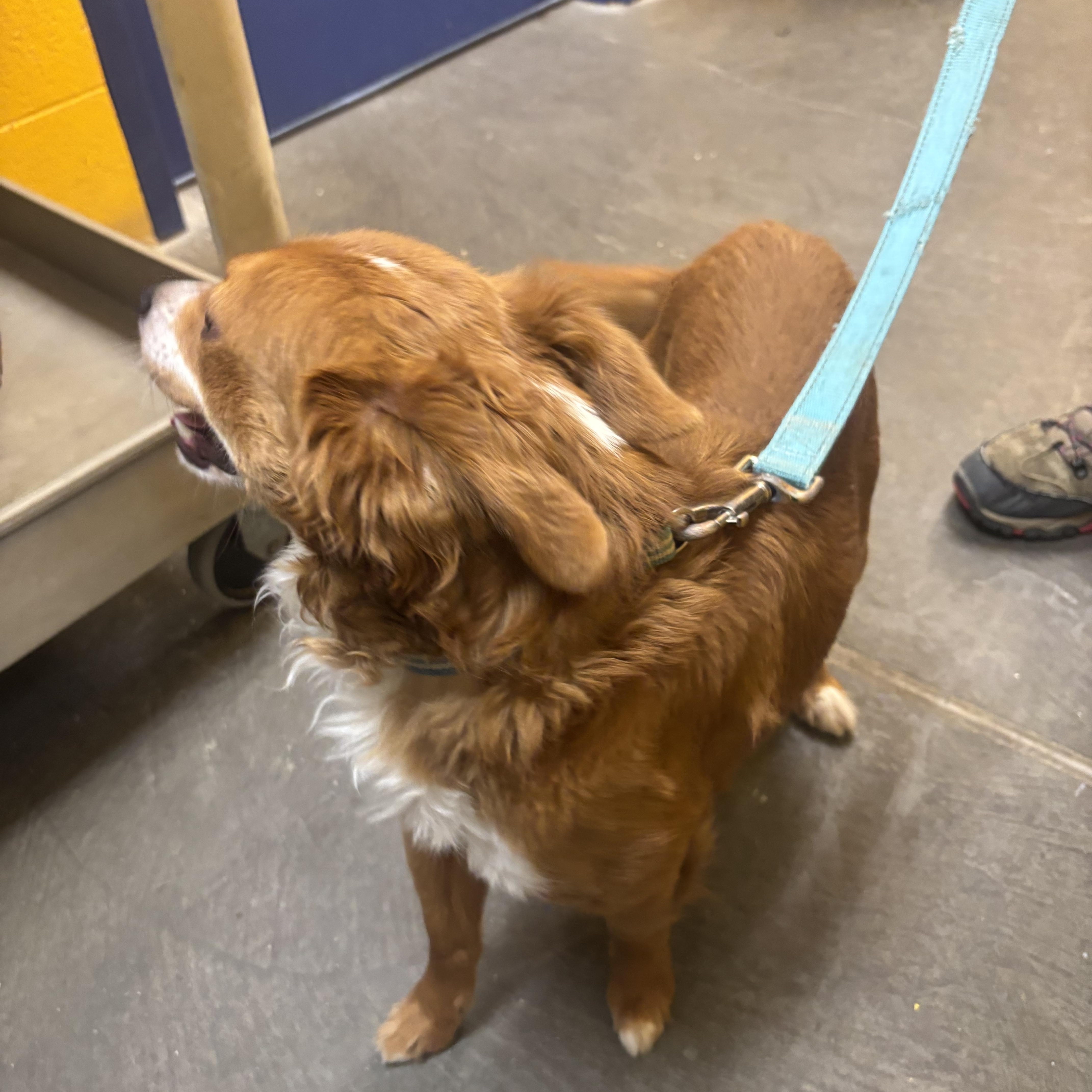 Enlarge Ajax, an adopted mixed breed in Waynesburg, PA image 4/5