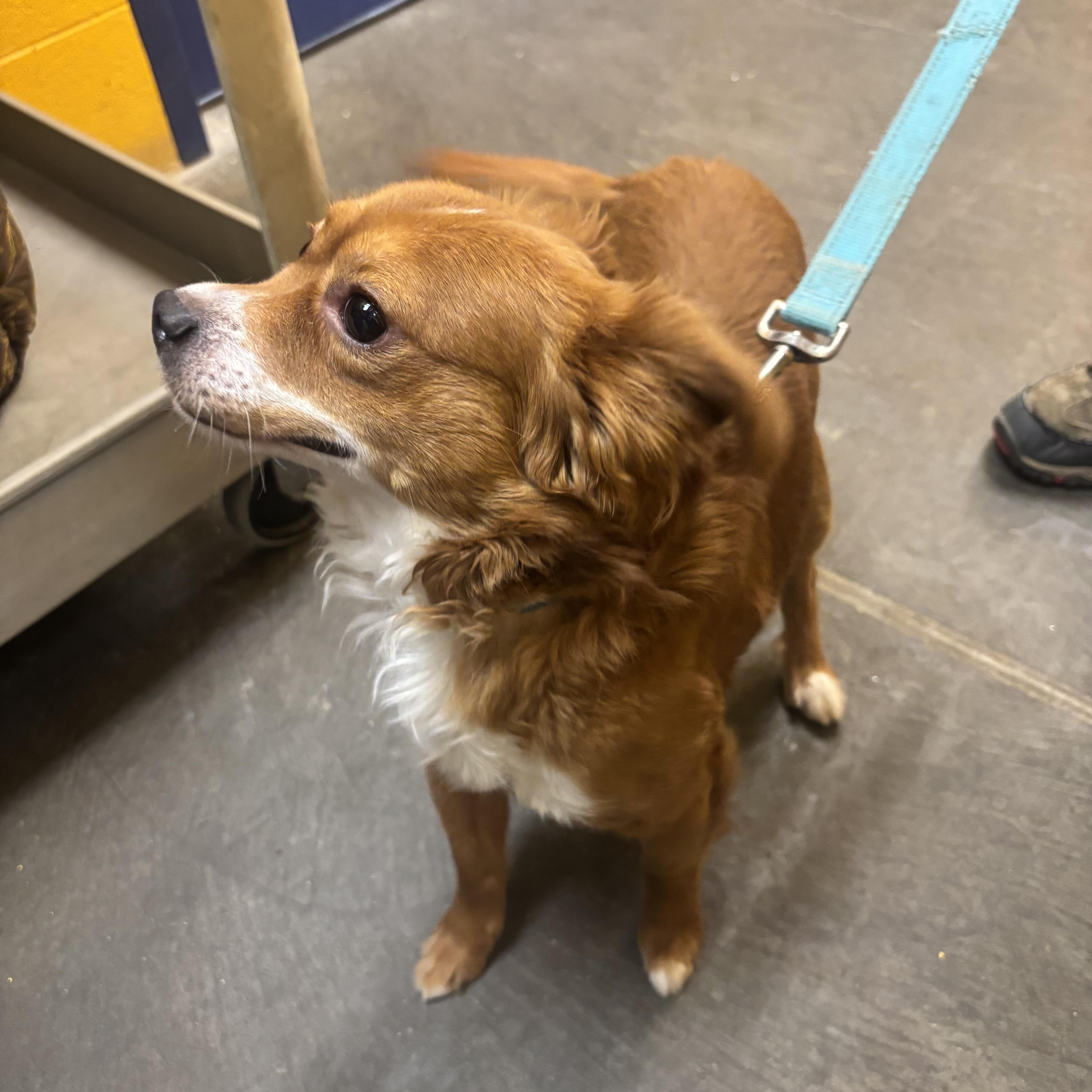 Enlarge Ajax, an adopted mixed breed in Waynesburg, PA image 3/5