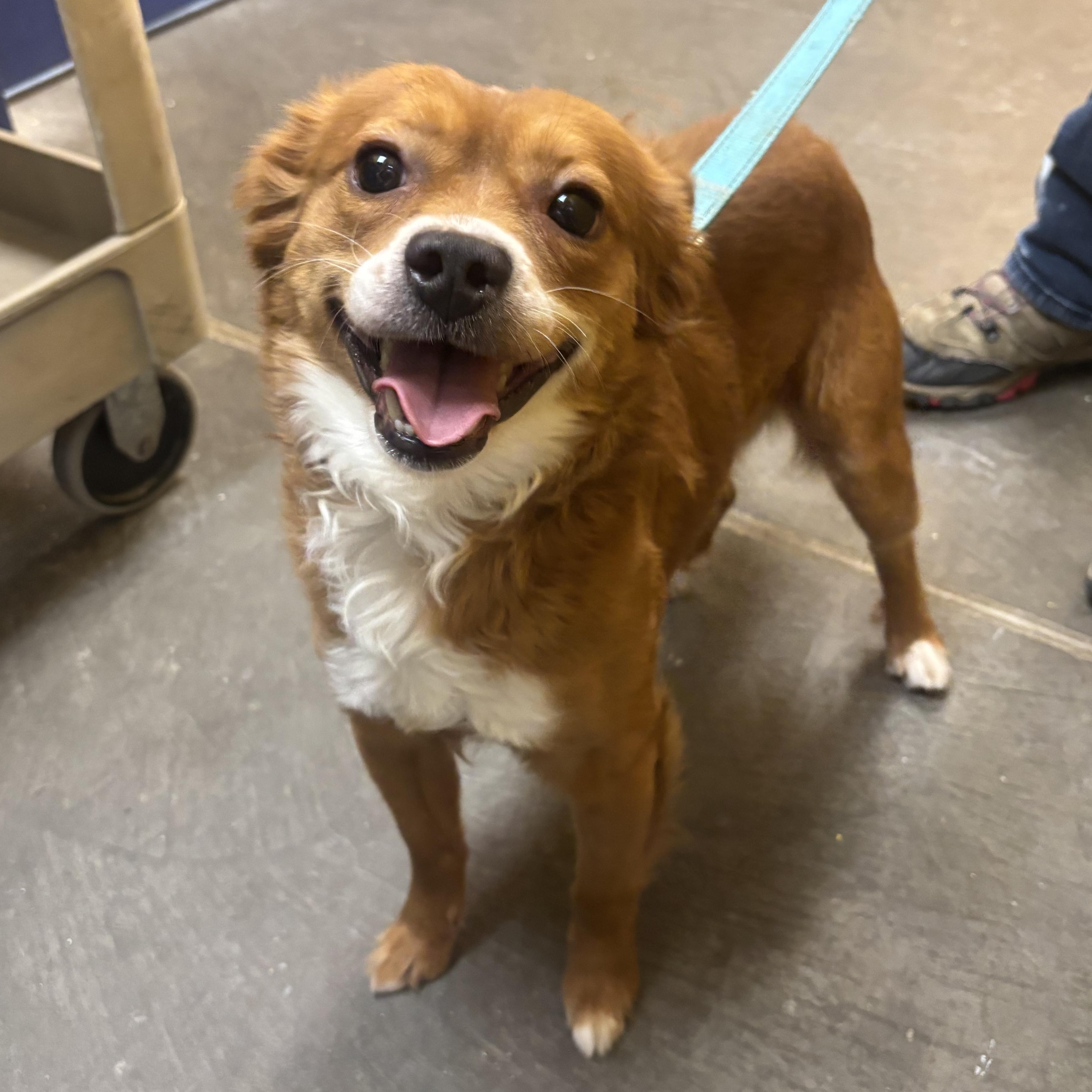 Ajax, ADOPTABLE, Adult Male Spaniel.