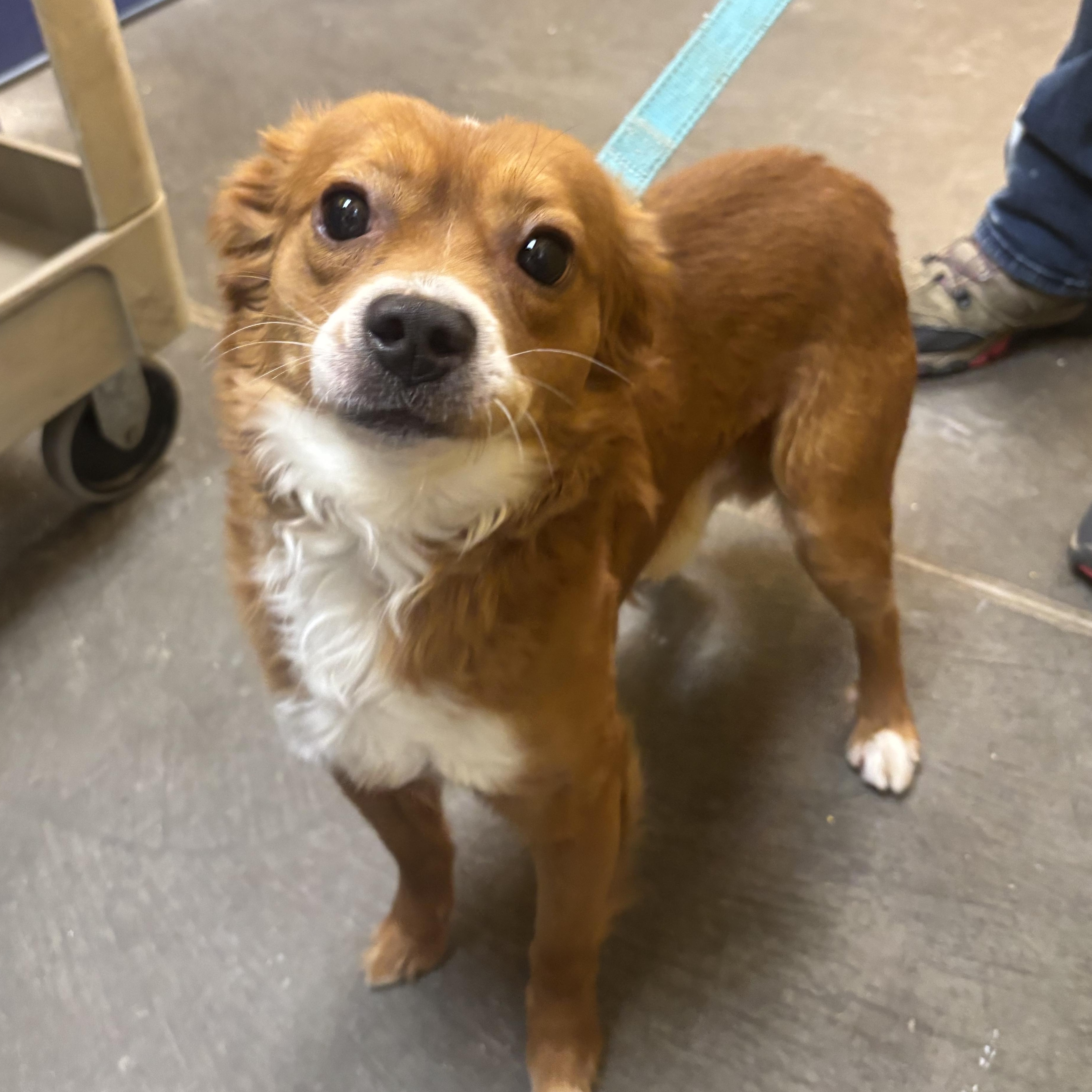 Enlarge Ajax, an adopted mixed breed in Waynesburg, PA image 5/5