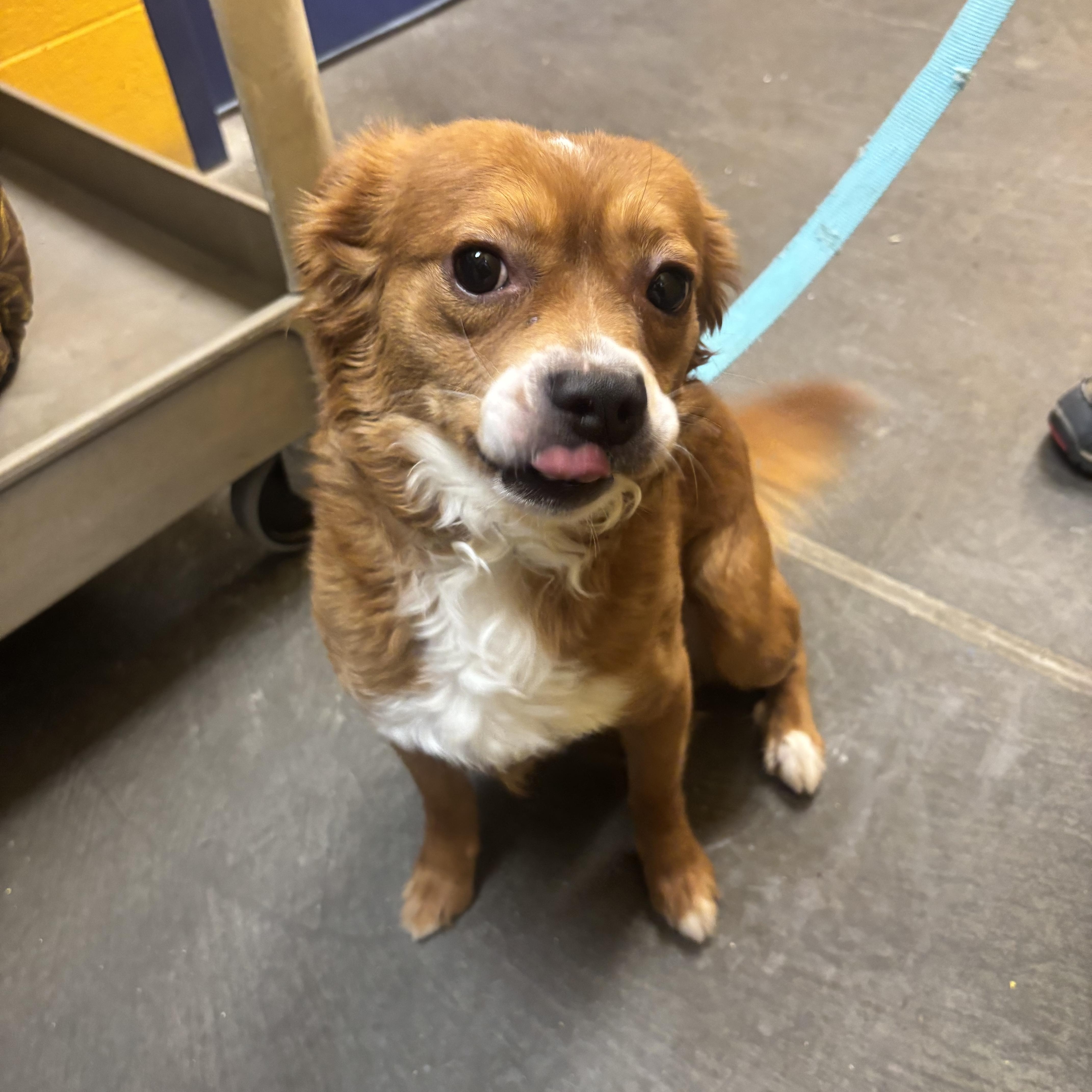 Enlarge Ajax, an adopted mixed breed in Waynesburg, PA image 2/5