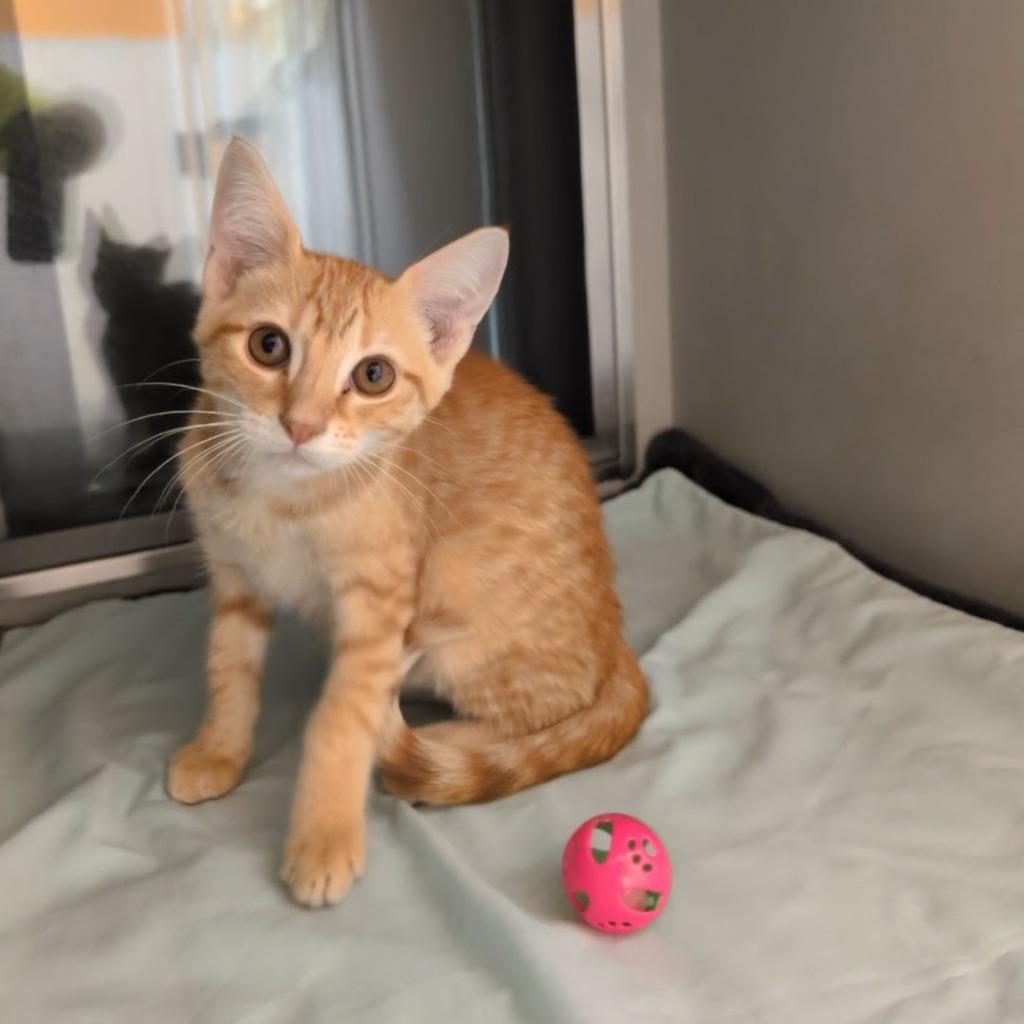 Clementine, Adoptable, Kitten Male Domestic Short Hair.