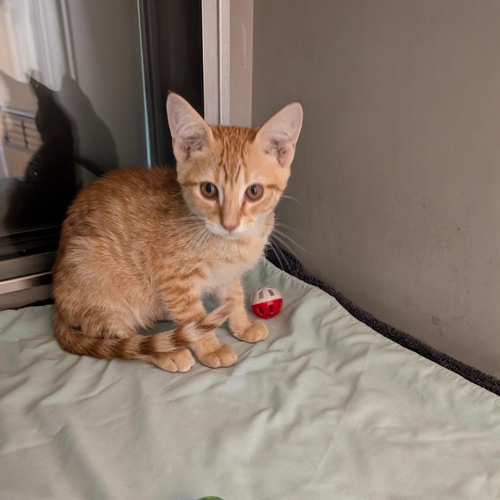 Enlarge Clementine, a Adopted mixed breed in Rowlett, TX image 2/4