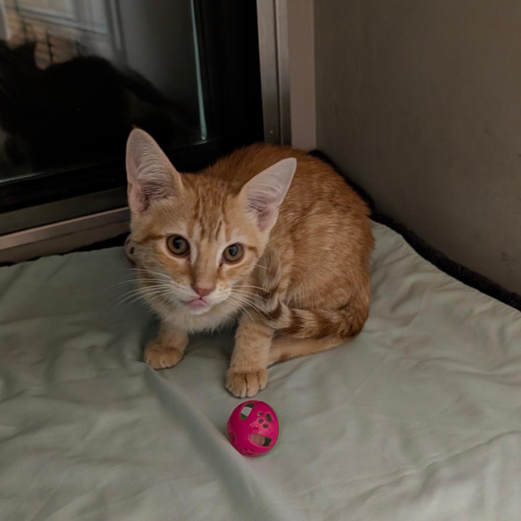 Enlarge Clementine, a Adopted mixed breed in Rowlett, TX image 3/4