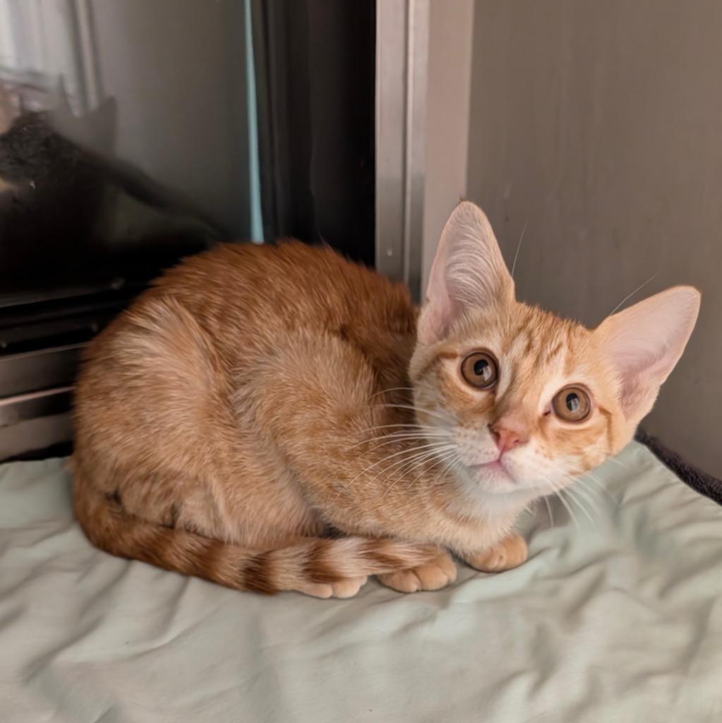Enlarge Clementine, a Adopted mixed breed in Rowlett, TX image 4/4