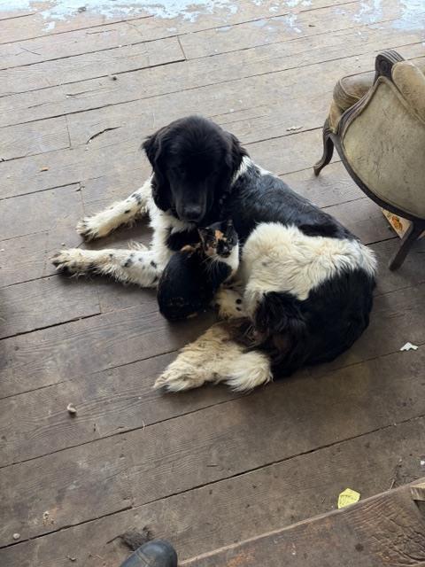 Faith, Adoptable, Adult Female Newfoundland Dog.