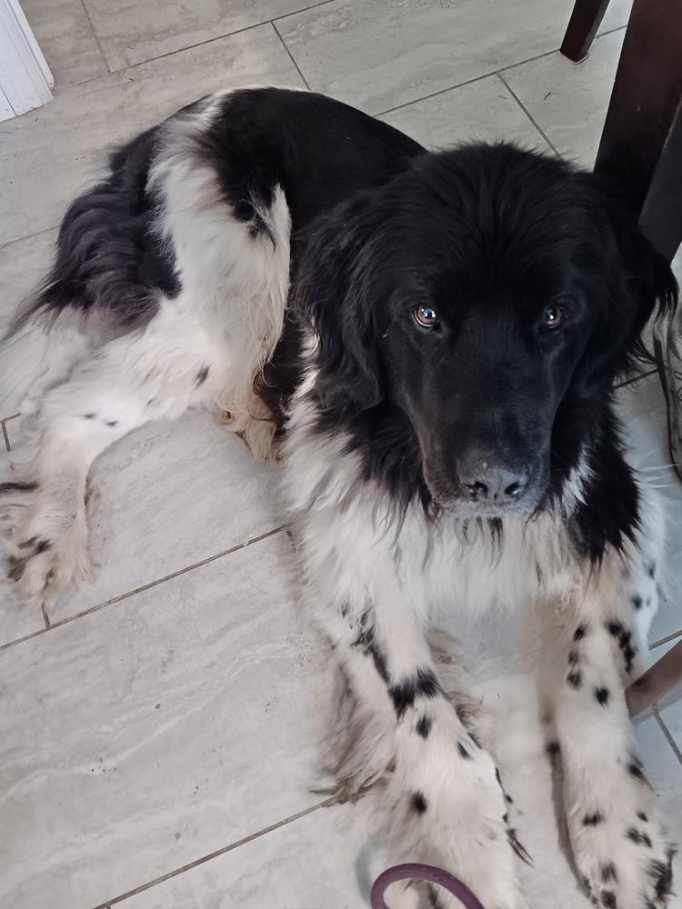 Enlarge Faith, a Adoptable Newfoundland Dog in Gales Ferry, CT image 2/6