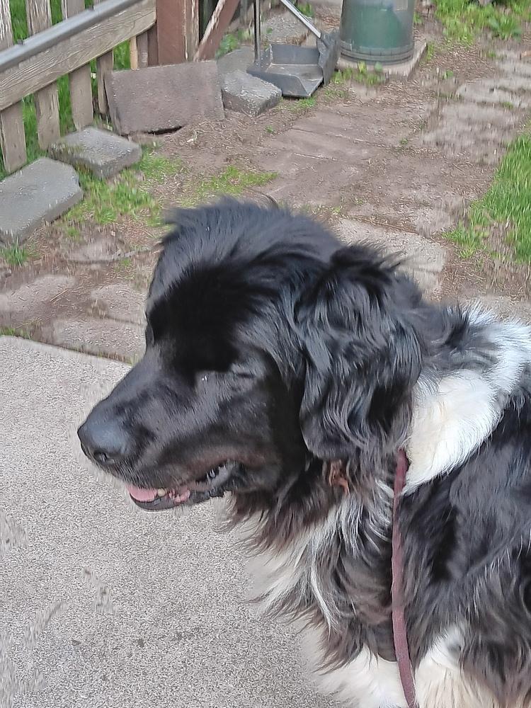 Enlarge Faith, a Adoptable Newfoundland Dog in Gales Ferry, CT image 3/6