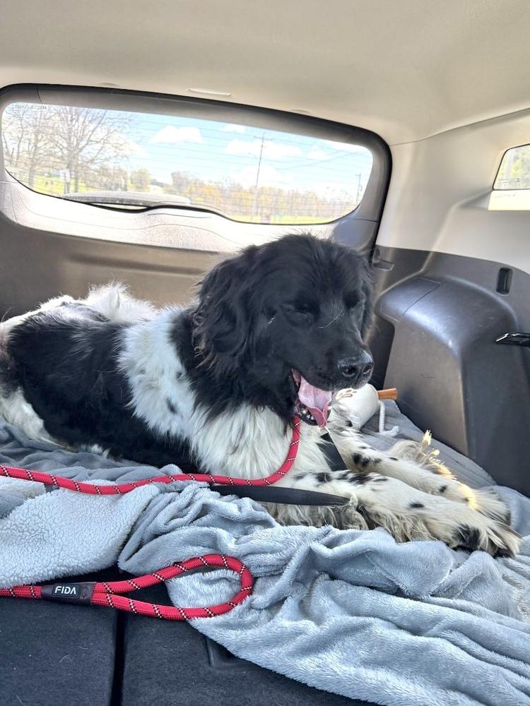Enlarge Faith, a Adoptable Newfoundland Dog in Gales Ferry, CT image 5/6