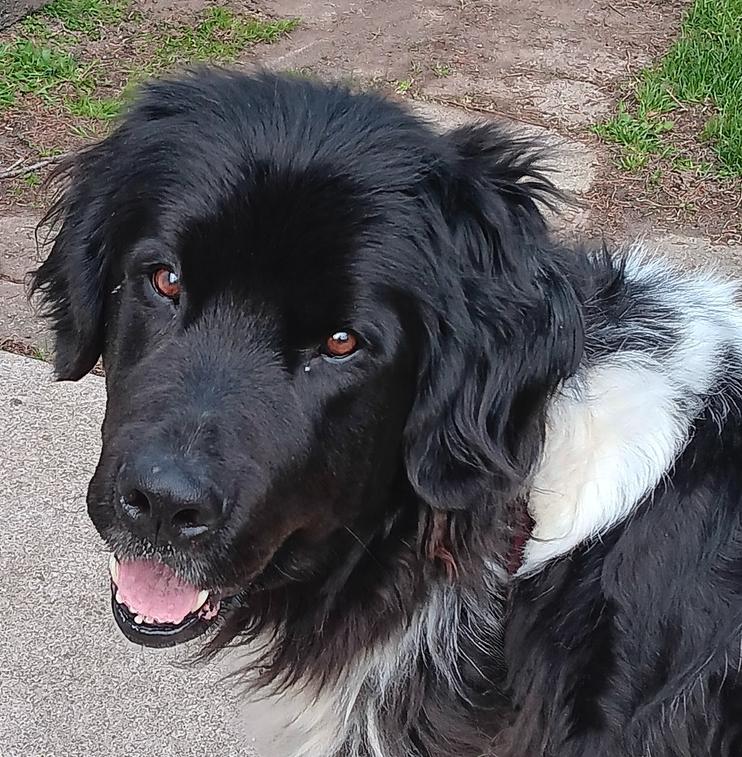 Enlarge Faith, a Adoptable Newfoundland Dog in Gales Ferry, CT image 6/6