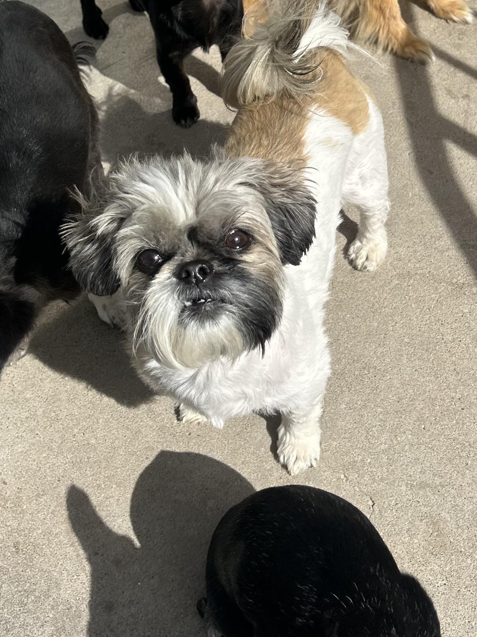 Poppy, ADOPTABLE, Senior Female Shih Tzu.