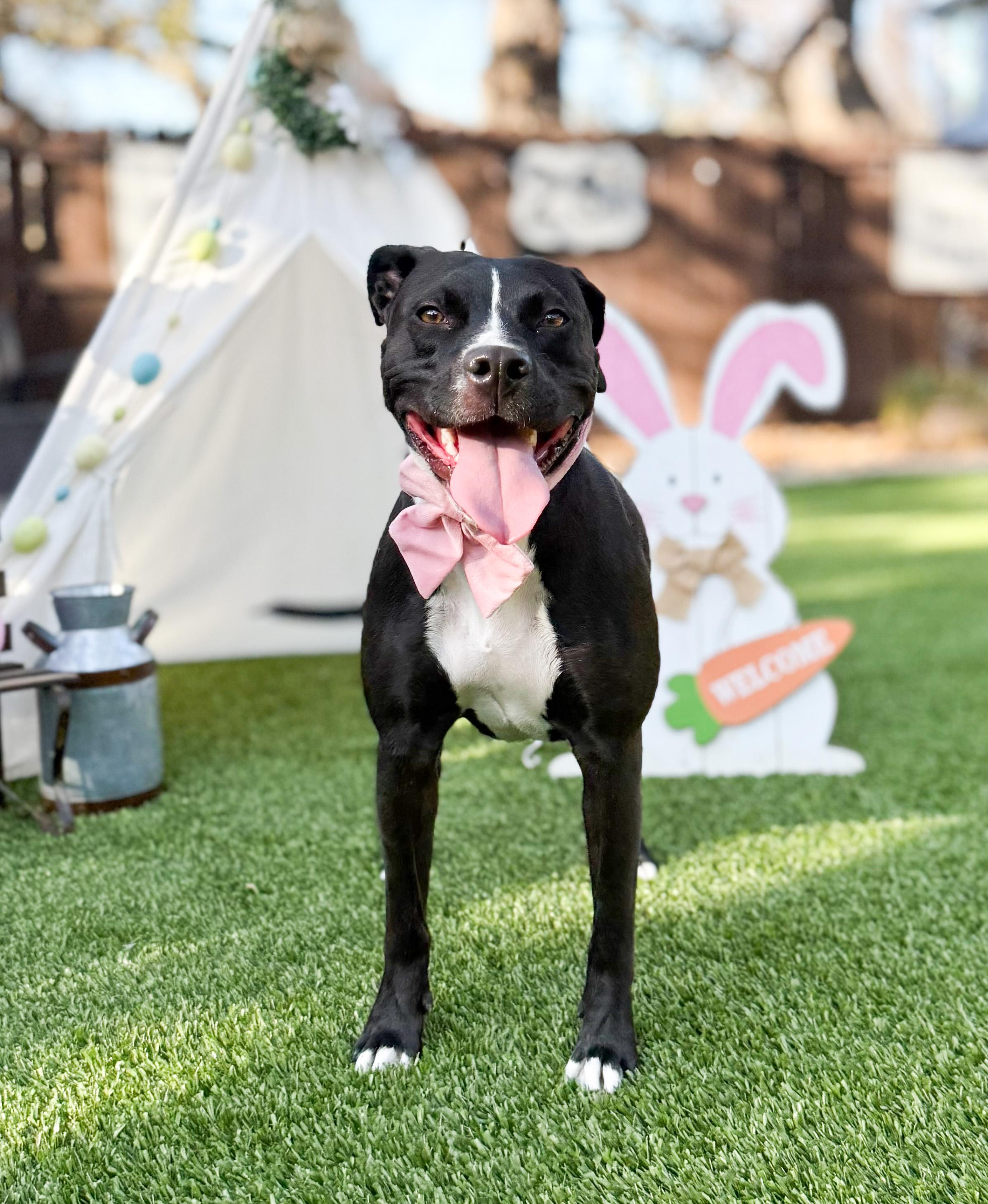 Enlarge Nugget, a Adoptable mixed breed in Northampton, MA image 5/6