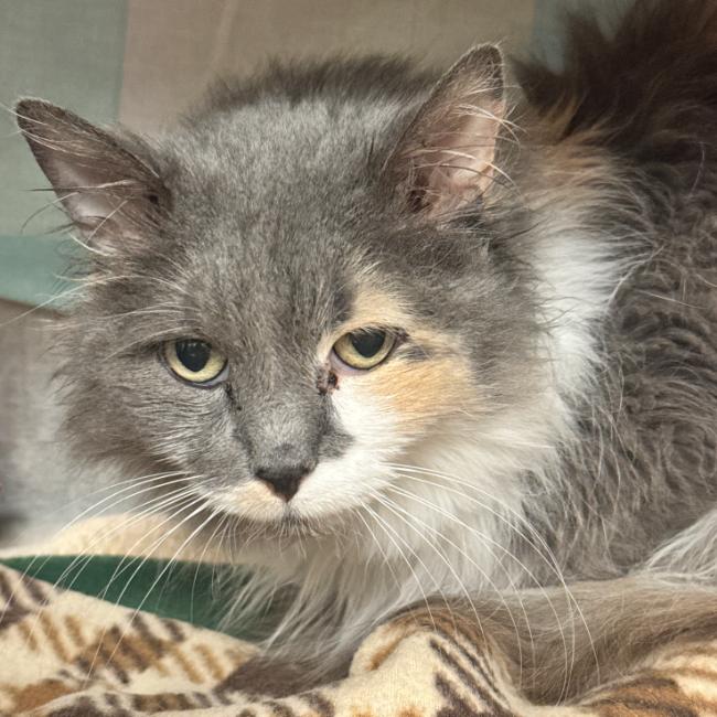 Reina C67085, Adoptable, Senior Female Domestic Long Hair.
