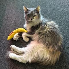 Reina C67085, a Adoptable Domestic Long Hair in Minnetonka, MN image 2/4