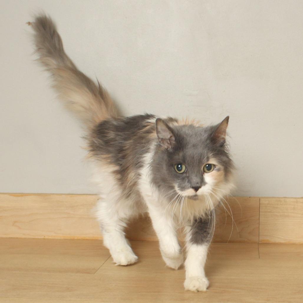 Reina C67085, a Adoptable Domestic Long Hair in Minnetonka, MN image 3/3