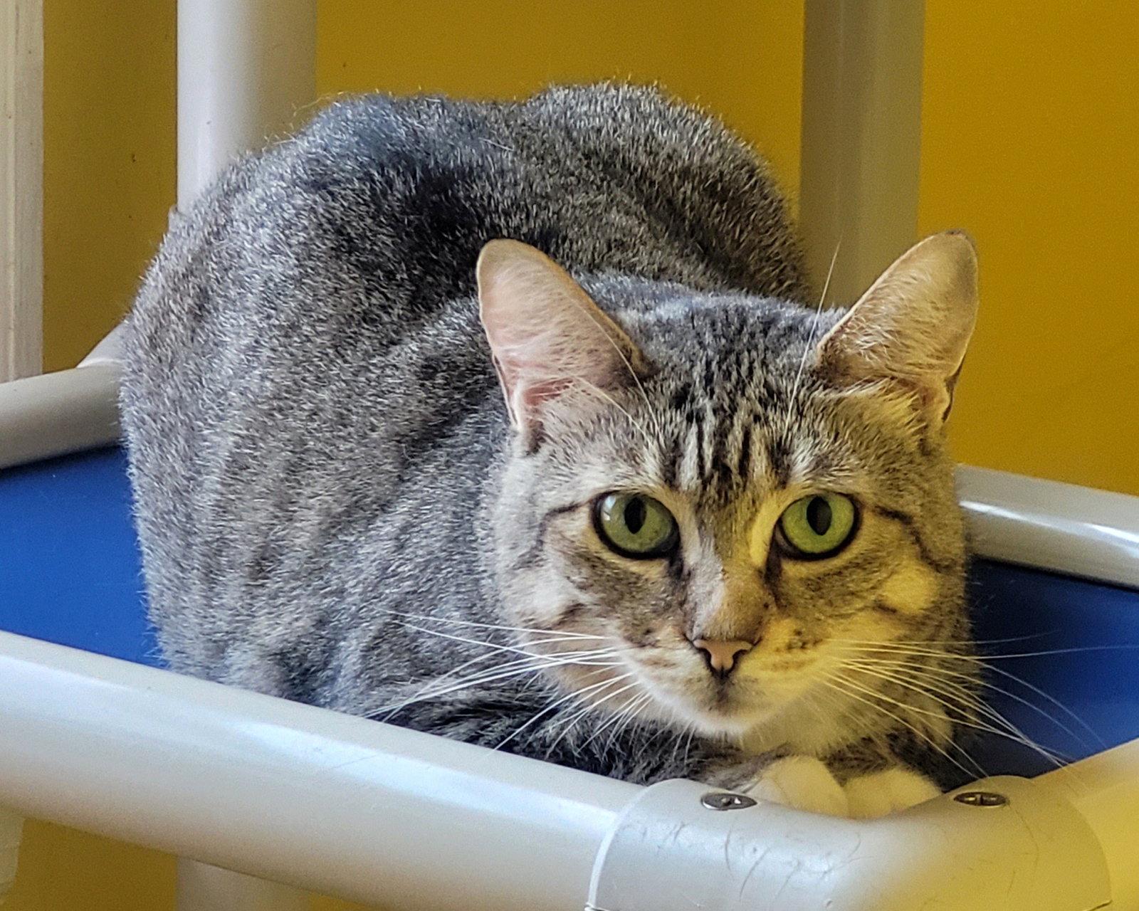 Colette, a Adoptable Domestic Short Hair in Broomall, PA image 1/3