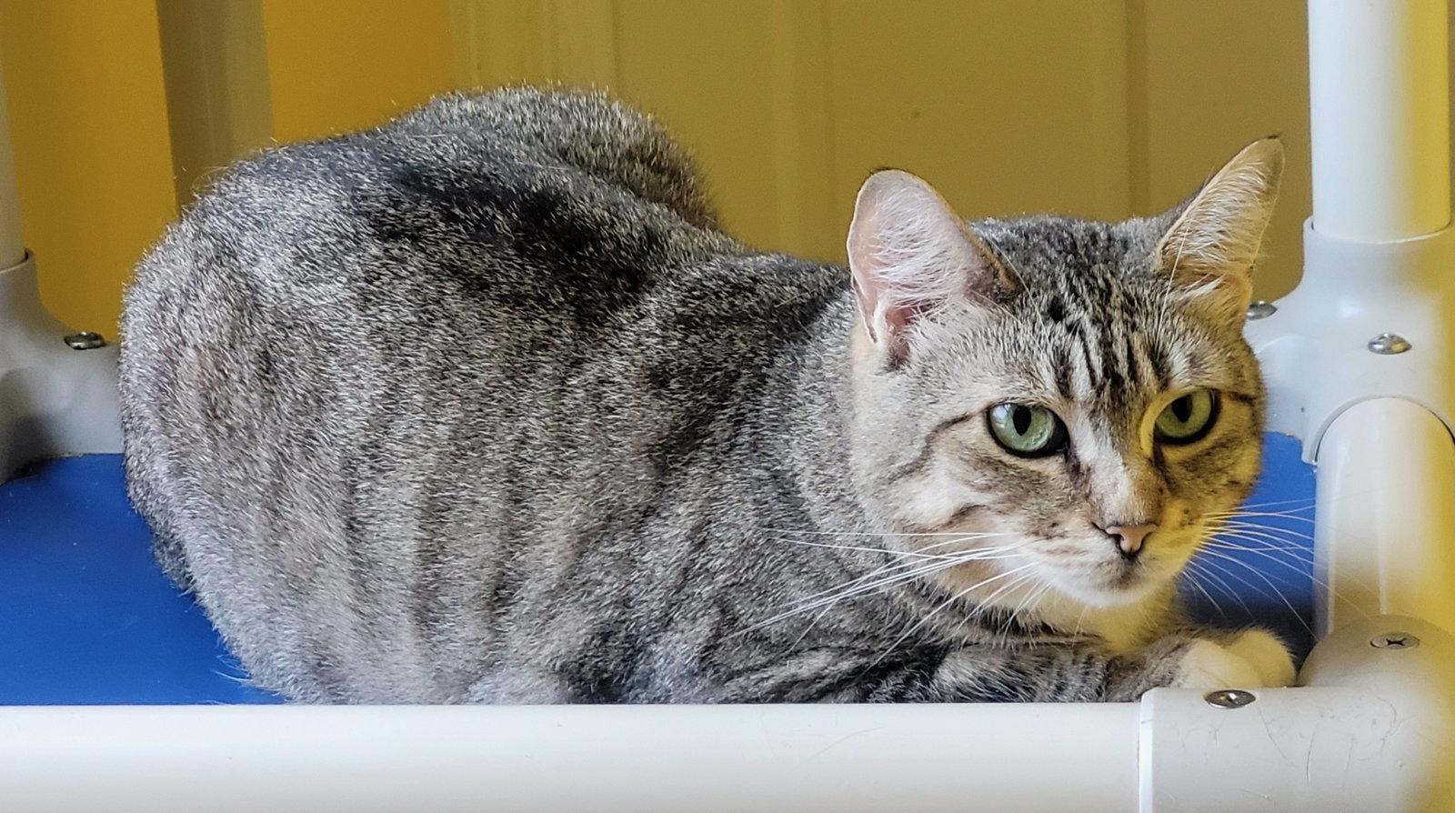 Colette, a Adoptable Domestic Short Hair in Broomall, PA image 2/3