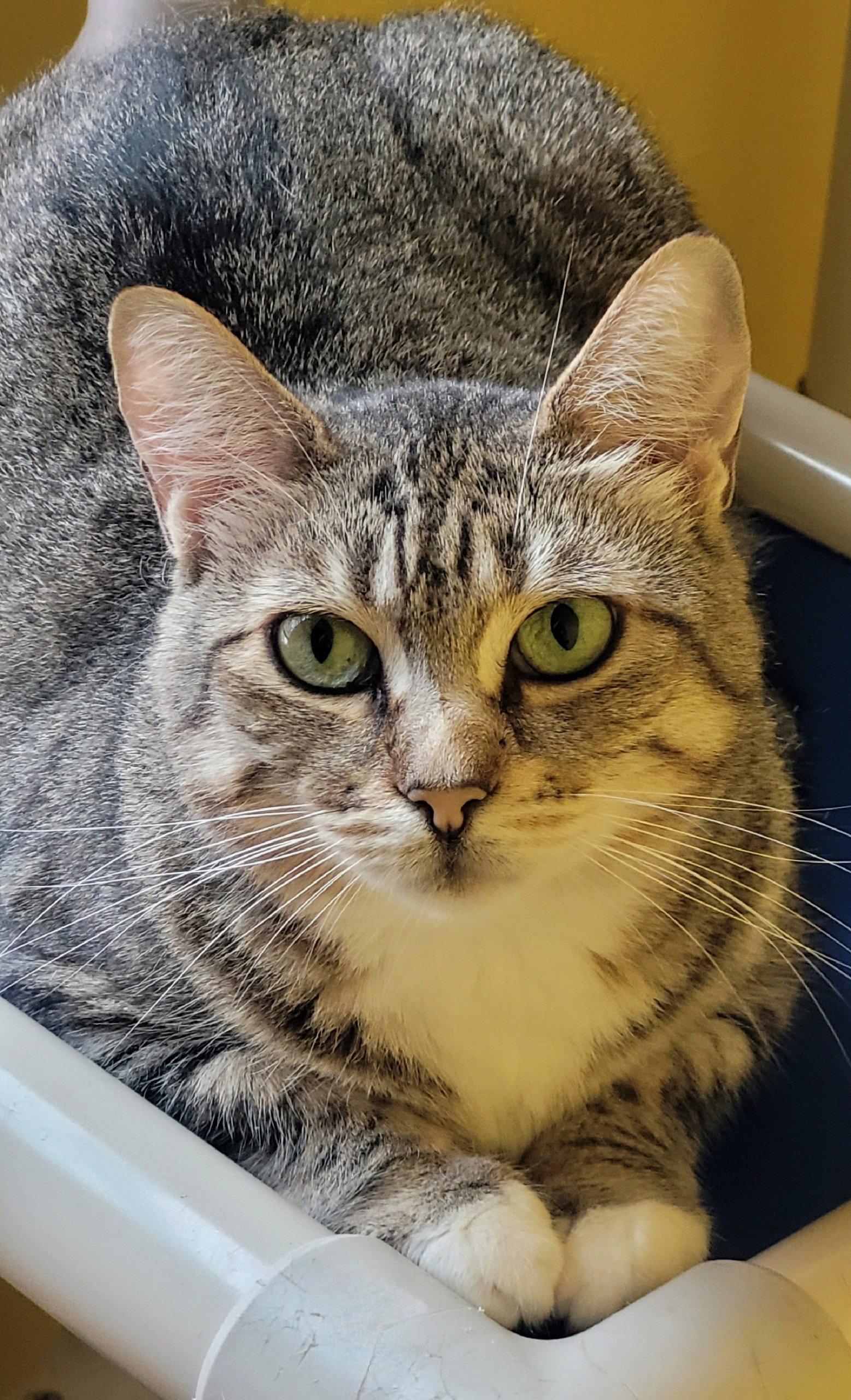 Colette, a Adoptable Domestic Short Hair in Broomall, PA image 3/3