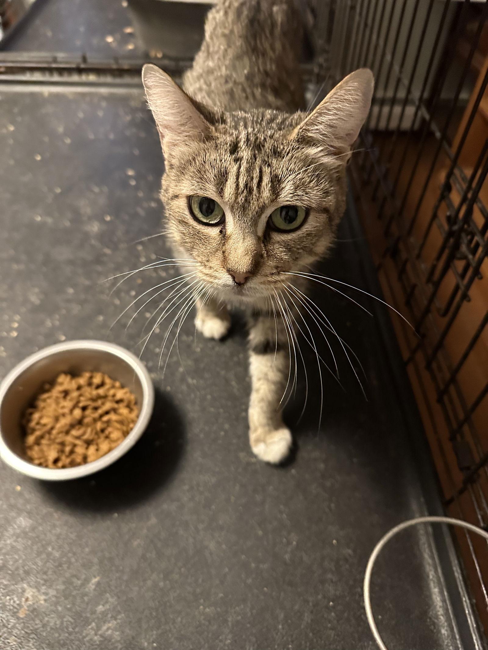 Enlarge Colette, a Adoptable Domestic Short Hair in Broomall, PA image 1/1