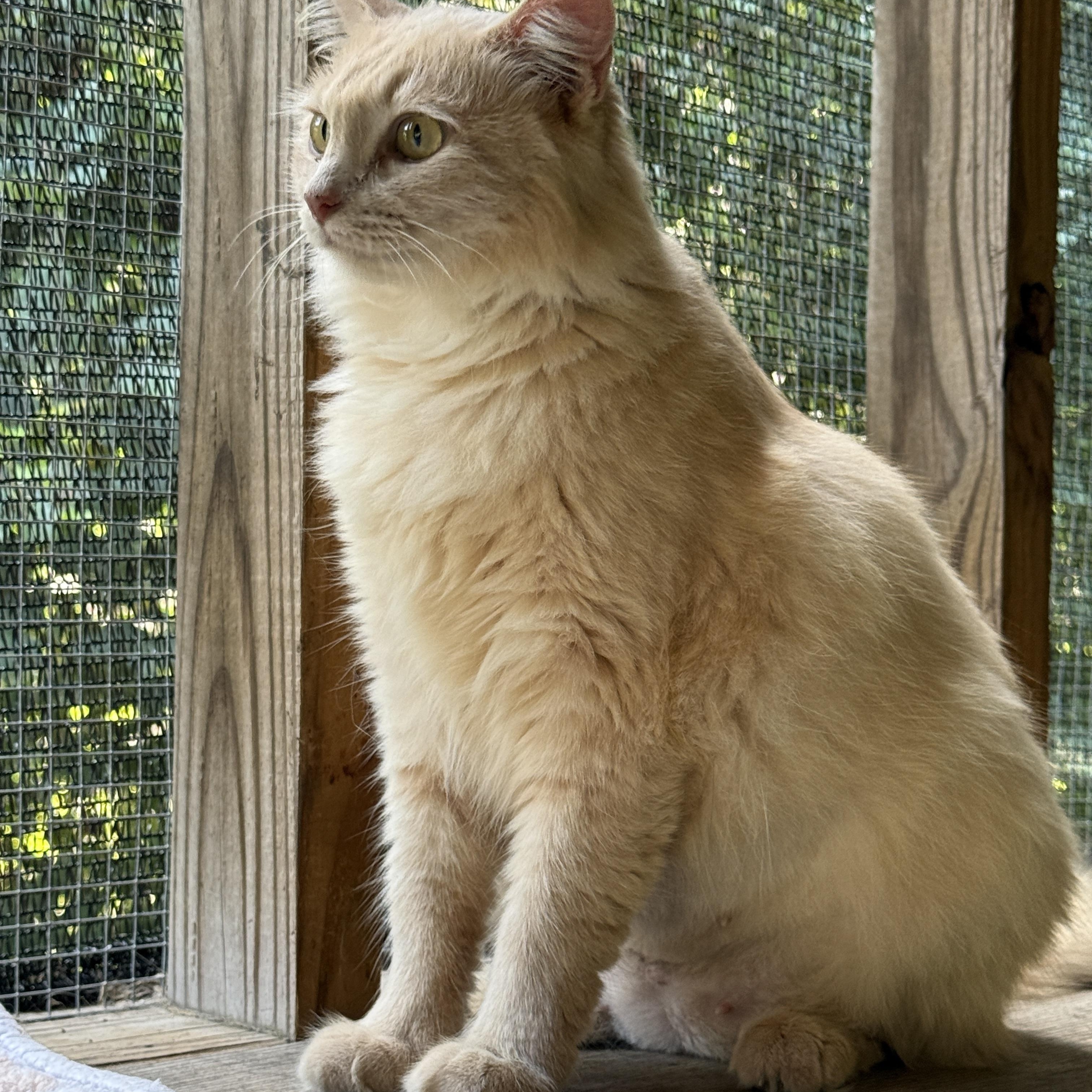 Saint, ADOPTABLE, Adult Female Domestic Medium Hair.