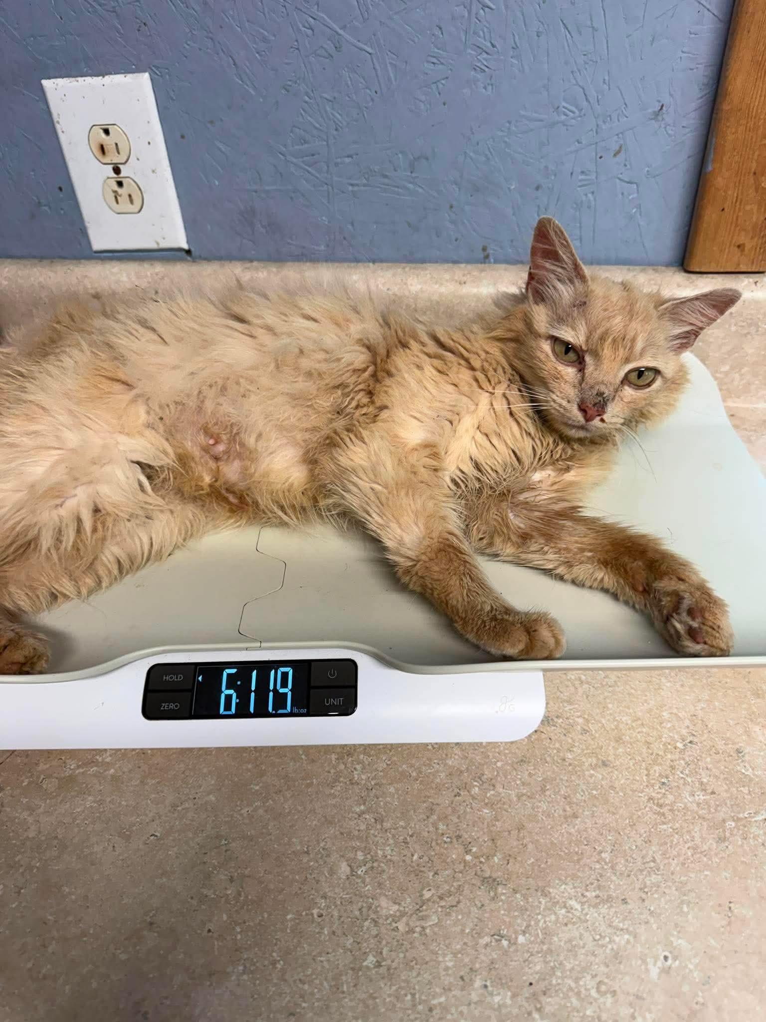 Enlarge Saint, a ADOPTABLE Domestic Medium Hair in Talbott, TN image 3/5
