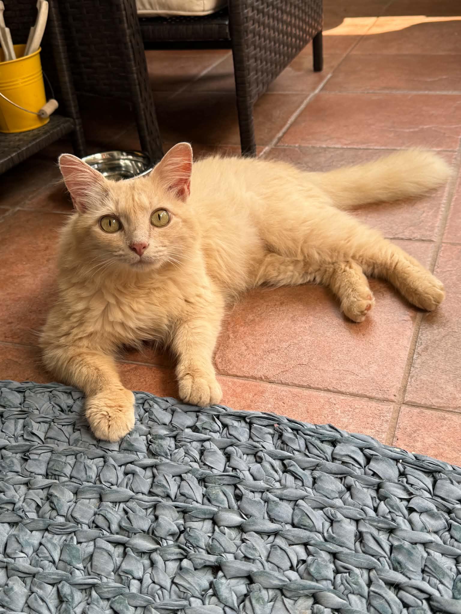 Enlarge Saint, a ADOPTABLE Domestic Medium Hair in Talbott, TN image 2/5