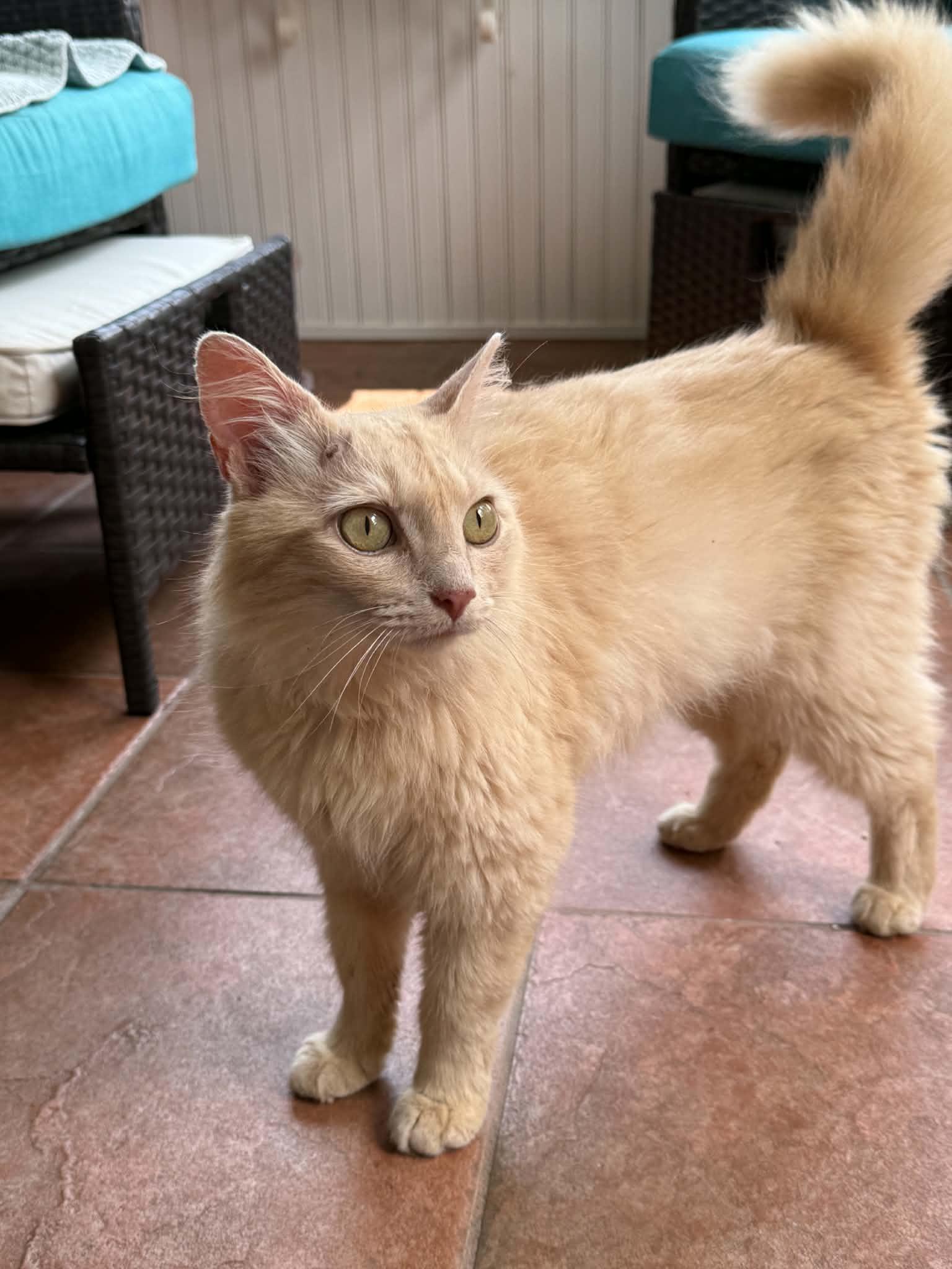 Enlarge Saint, a ADOPTABLE Domestic Medium Hair in Talbott, TN image 5/5