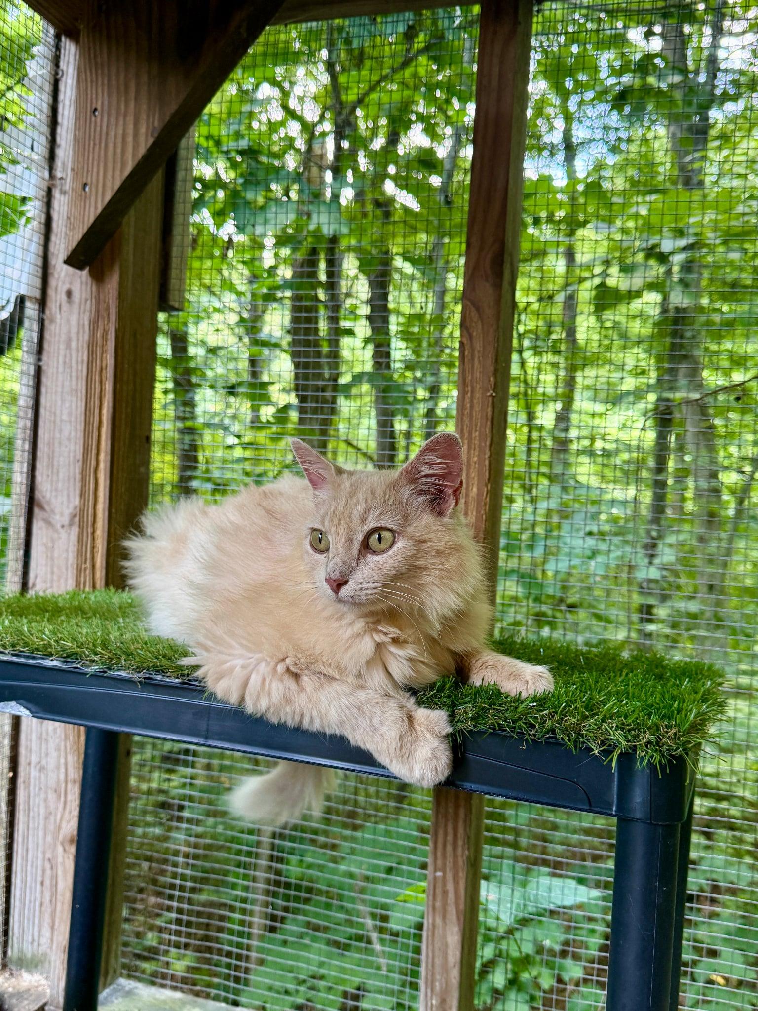 Enlarge Saint, a ADOPTABLE Domestic Medium Hair in Talbott, TN image 4/5