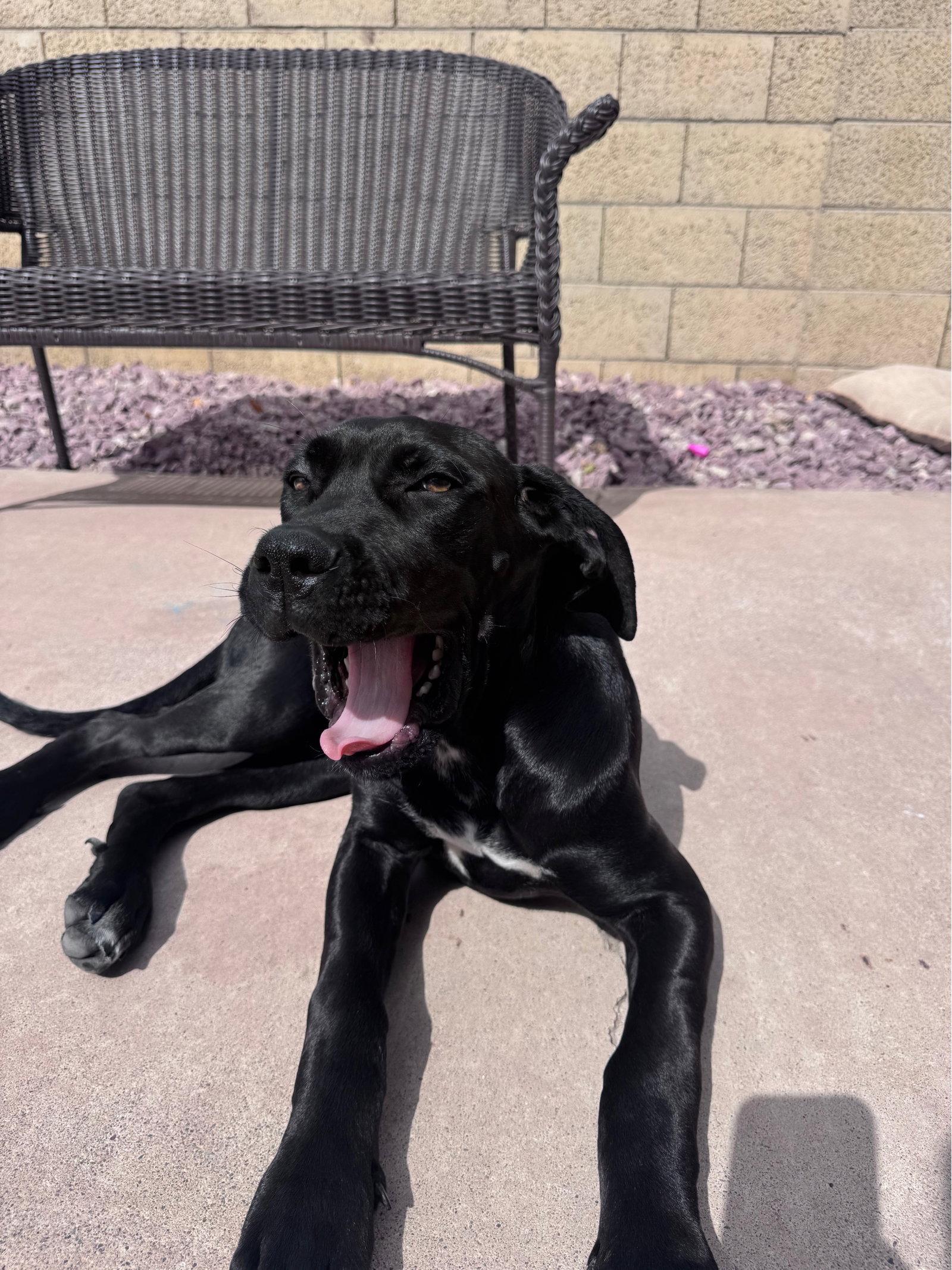 Little Miss - I was adopted !, Adopted, Puppy Female Great Dane & Mastiff.