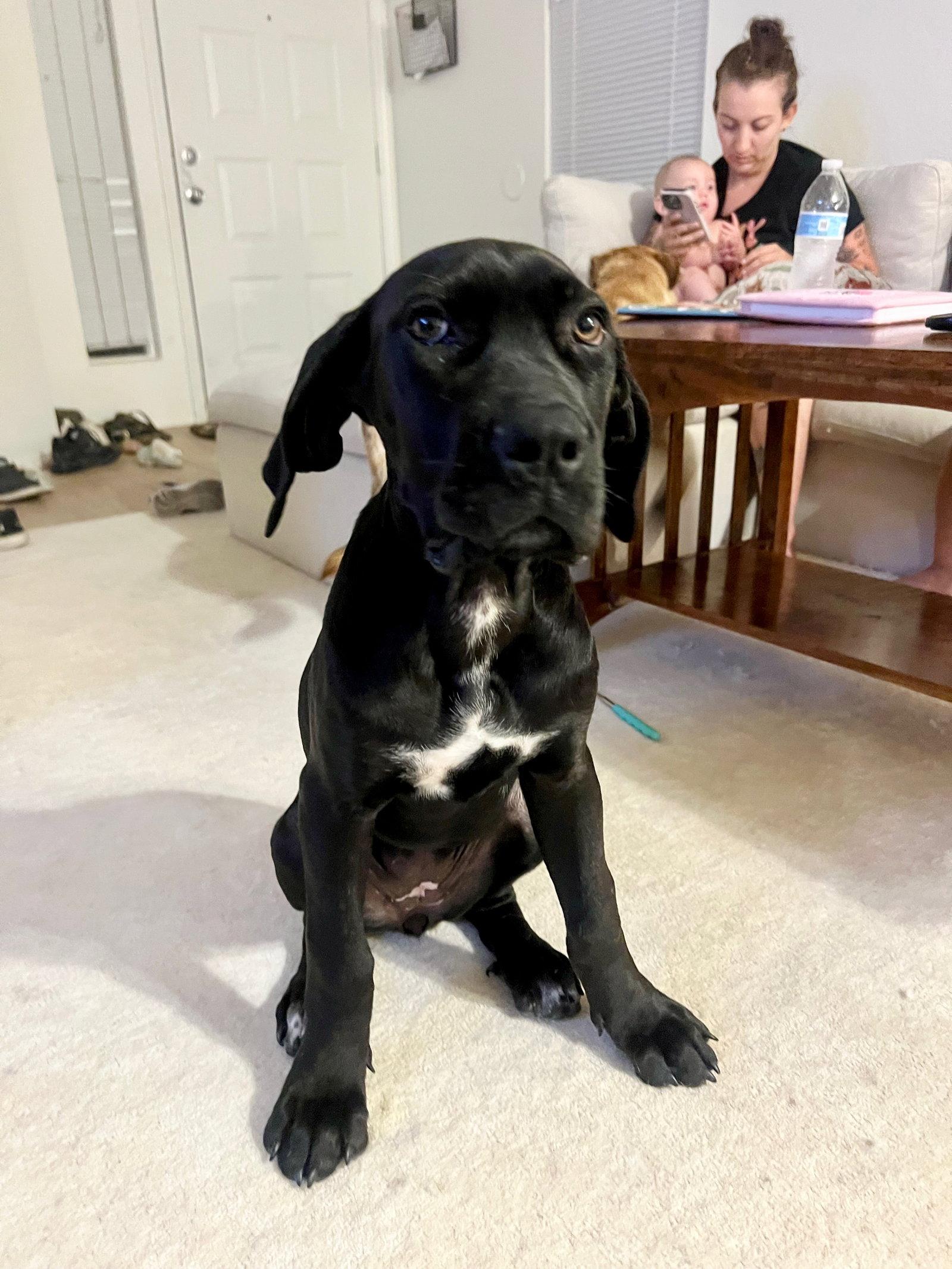 Enlarge Little Miss - I was adopted !, a Adopted mixed breed in Glendale, AZ image 2/3
