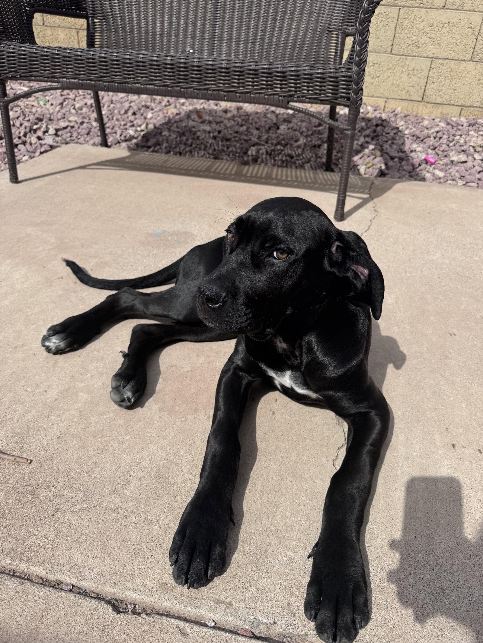 Enlarge Little Miss - I was adopted !, a Adopted mixed breed in Glendale, AZ image 3/3