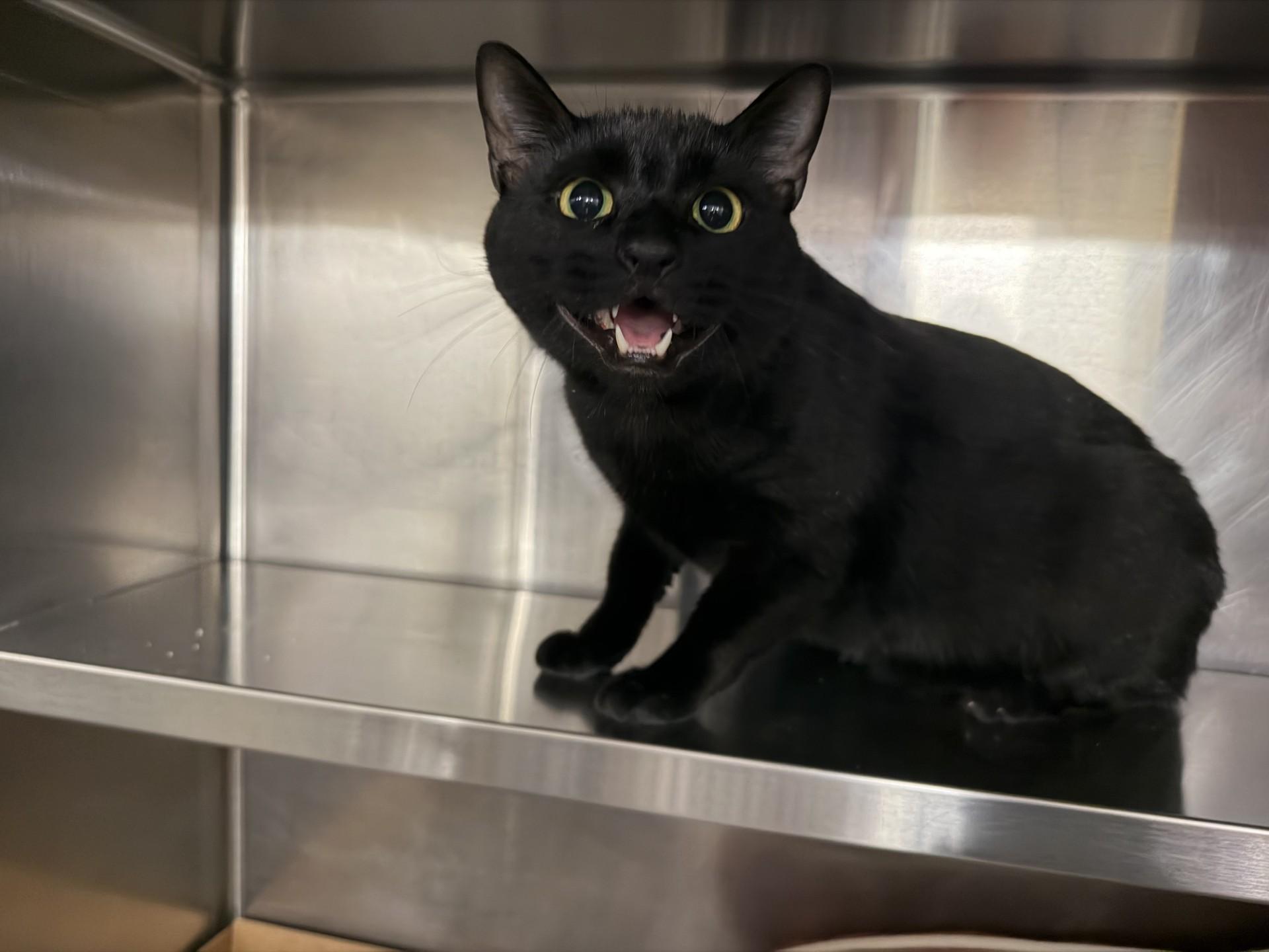 Enlarge Blackie, a ADOPTABLE Domestic Short Hair in West Haven, CT image 1/1
