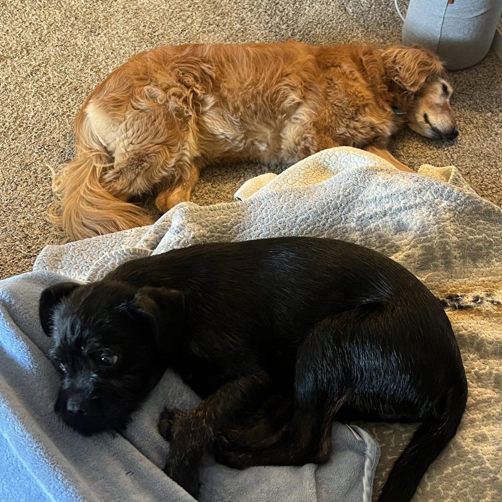 Raisin (In Foster), Adoptable, Young Male Mixed Breed.