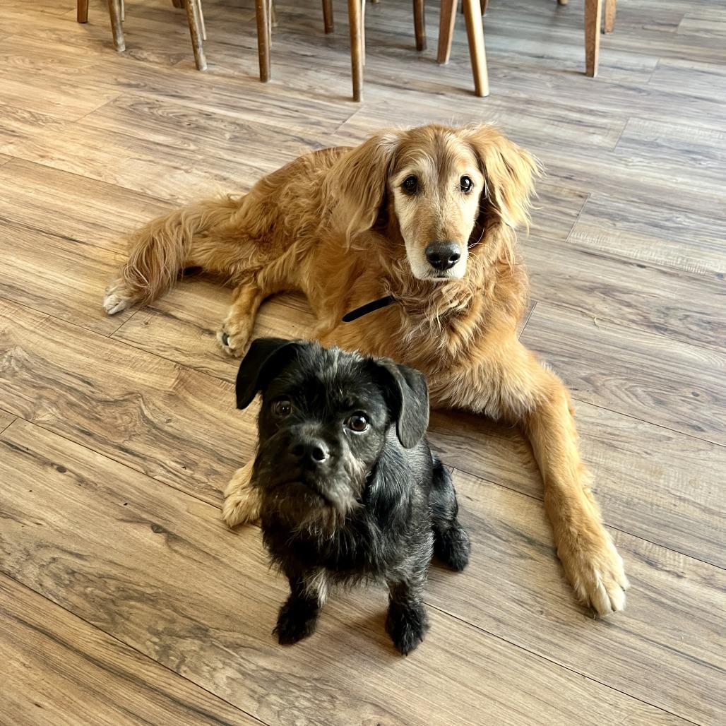 Enlarge Raisin (In Foster), a Adoptable Mixed Breed in Sonoma, CA image 1/6